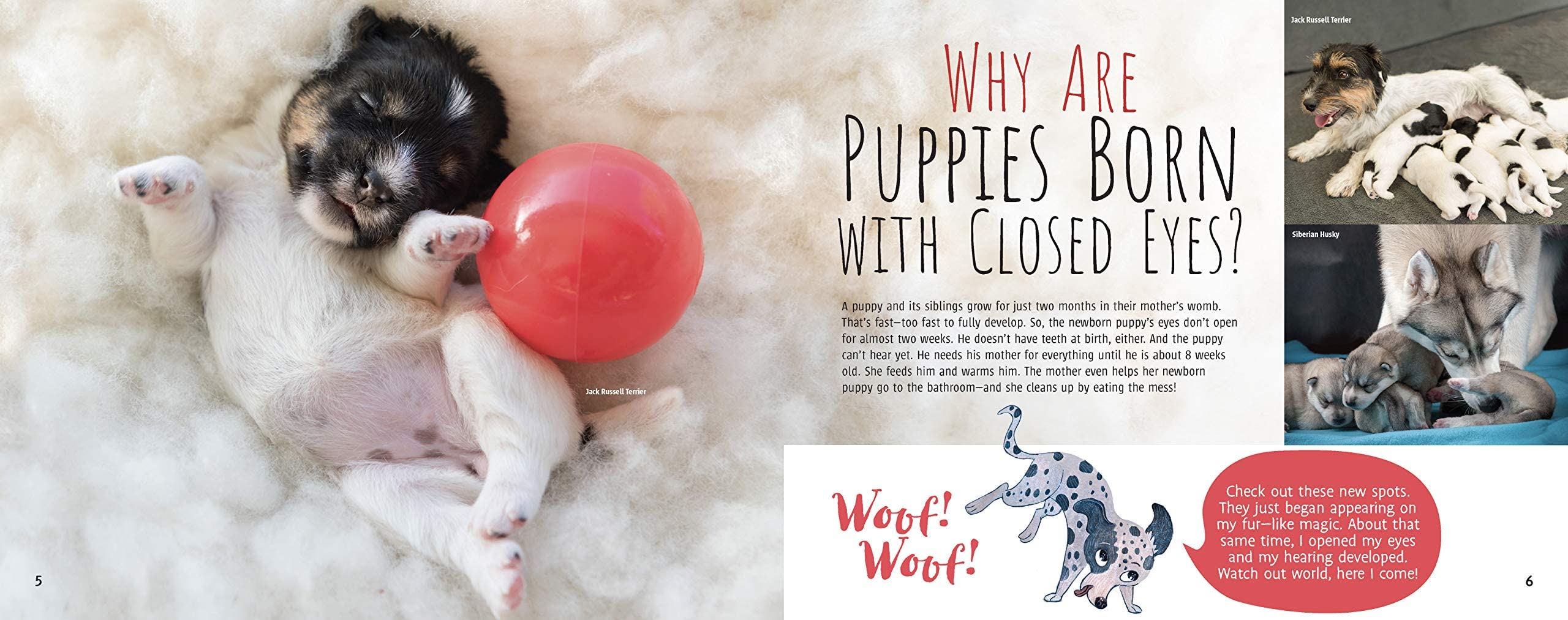 Woof! The Truth About Dogs by Annette Whipple  Fun Facts, Photographs, Illustrations, & All Your Questions Answered  For Ages 7,Used