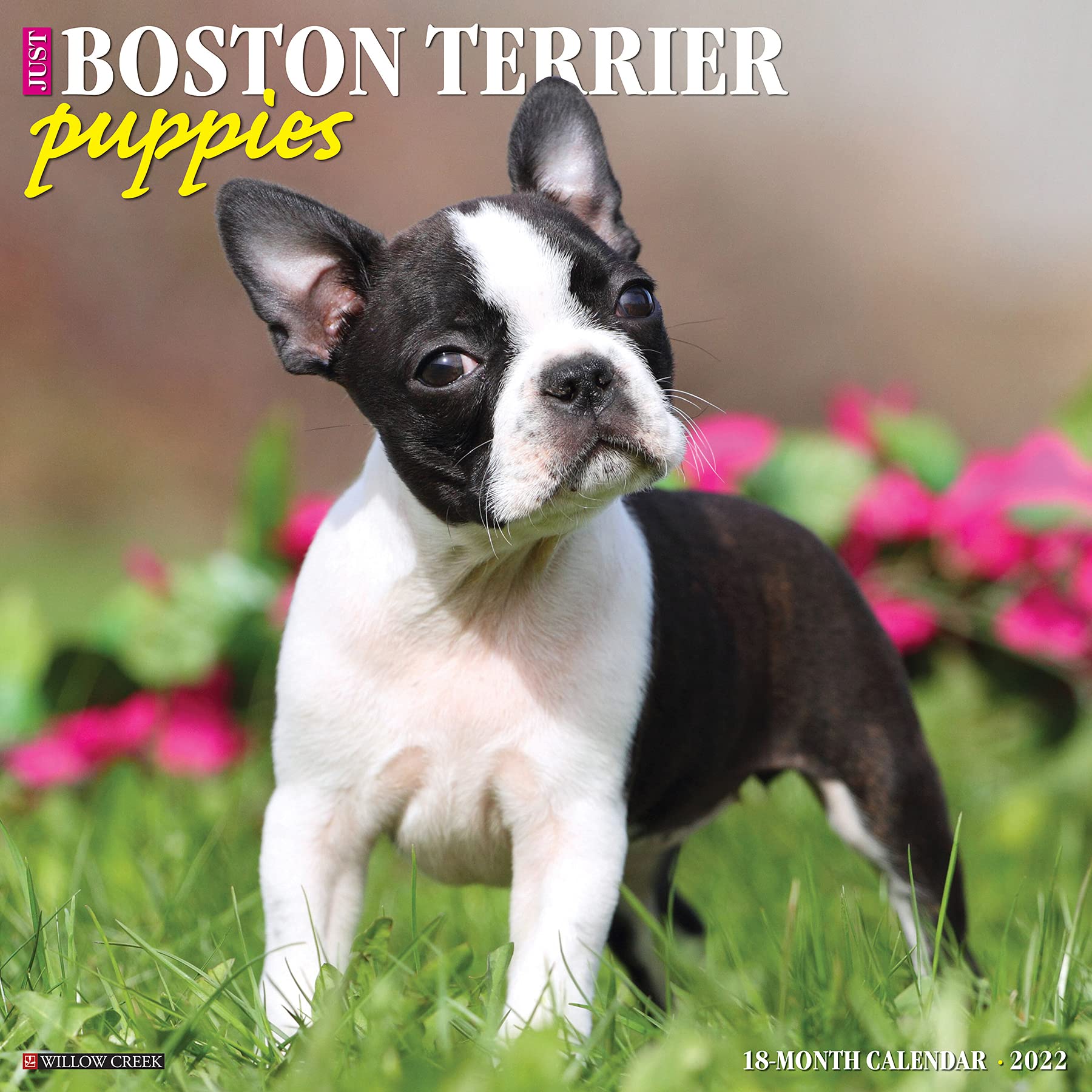 Just Boston Terrier Puppies 2022 Wall Calendar (Dog Breed),New