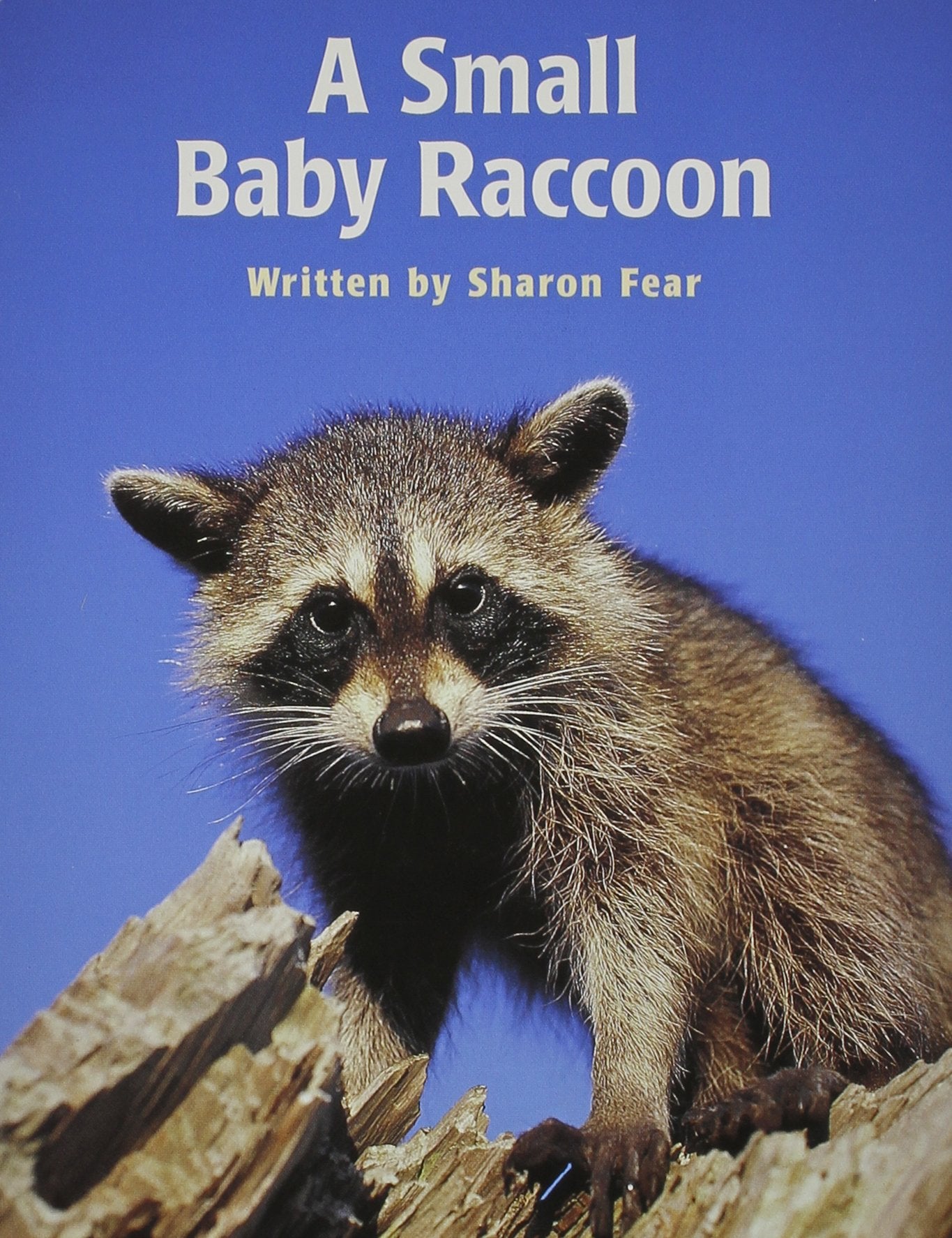 A Small Baby Raccoon,New