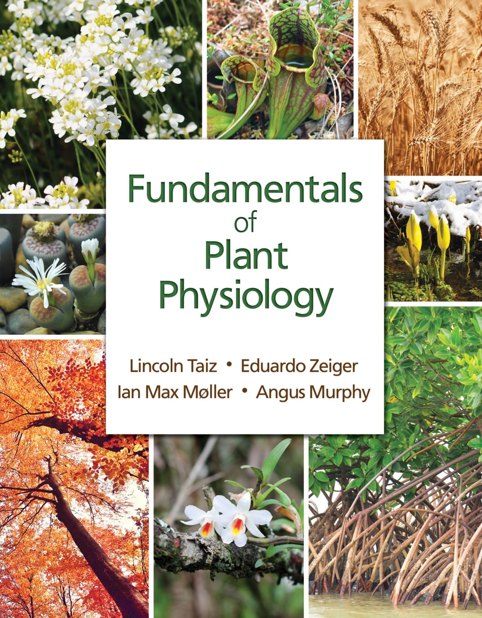 Fundamentals of Plant Physiology,New