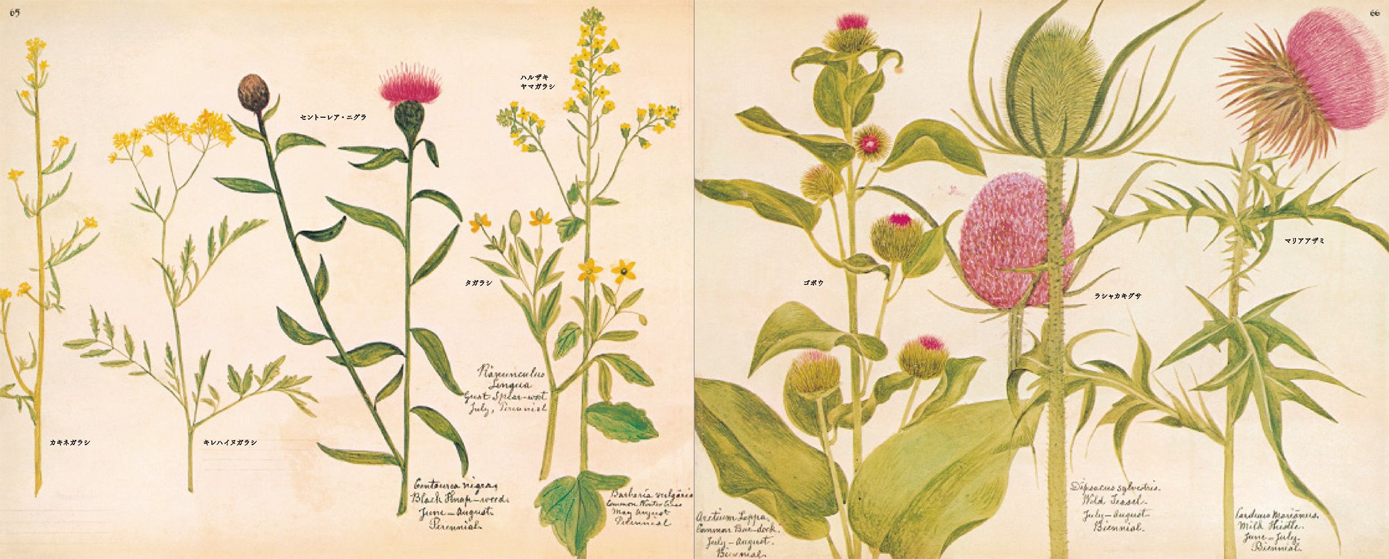 A Victorian Flower Album,Used