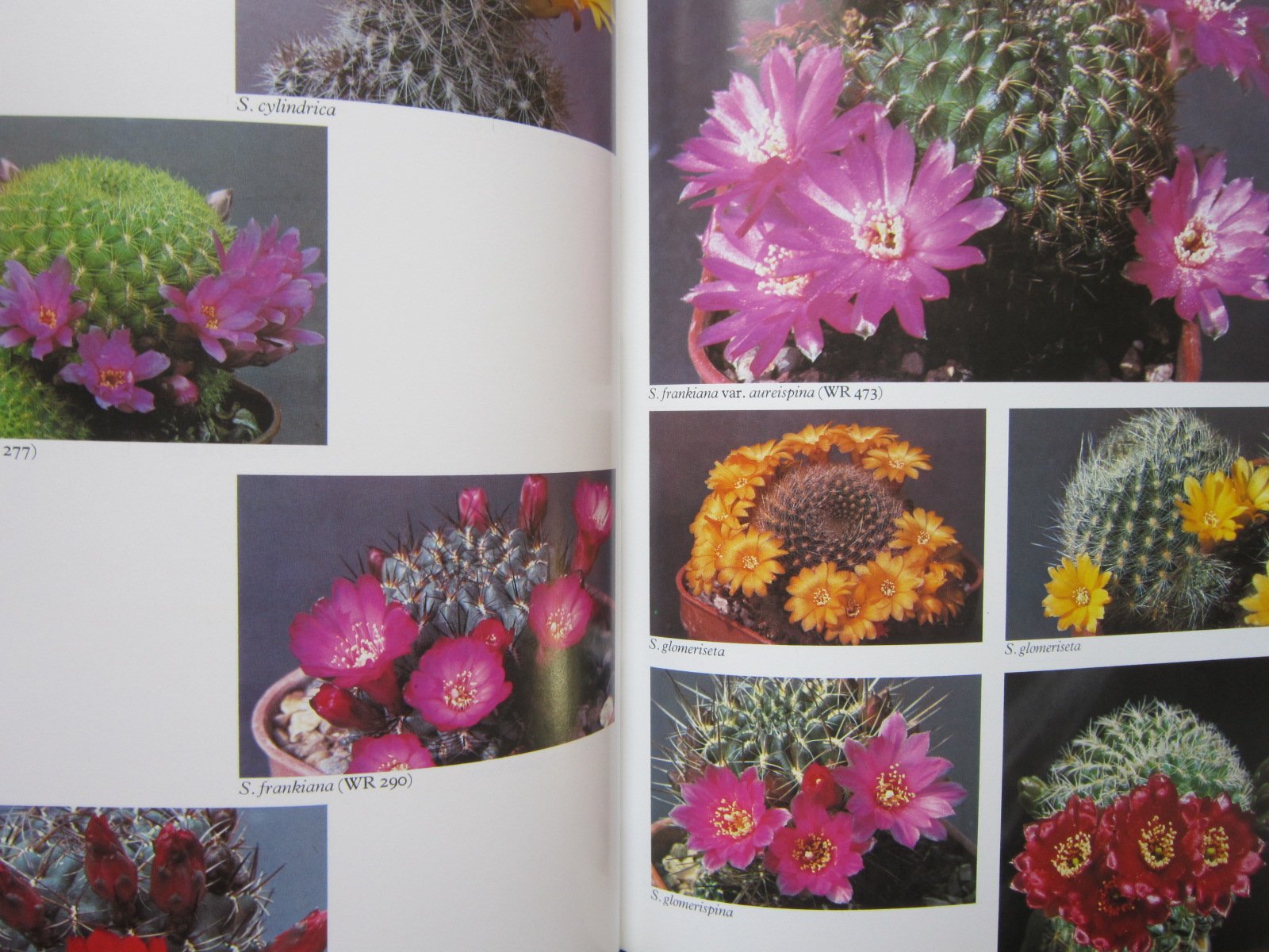 Sulcorebutia And Weingartia: A Collectors Guide,Used