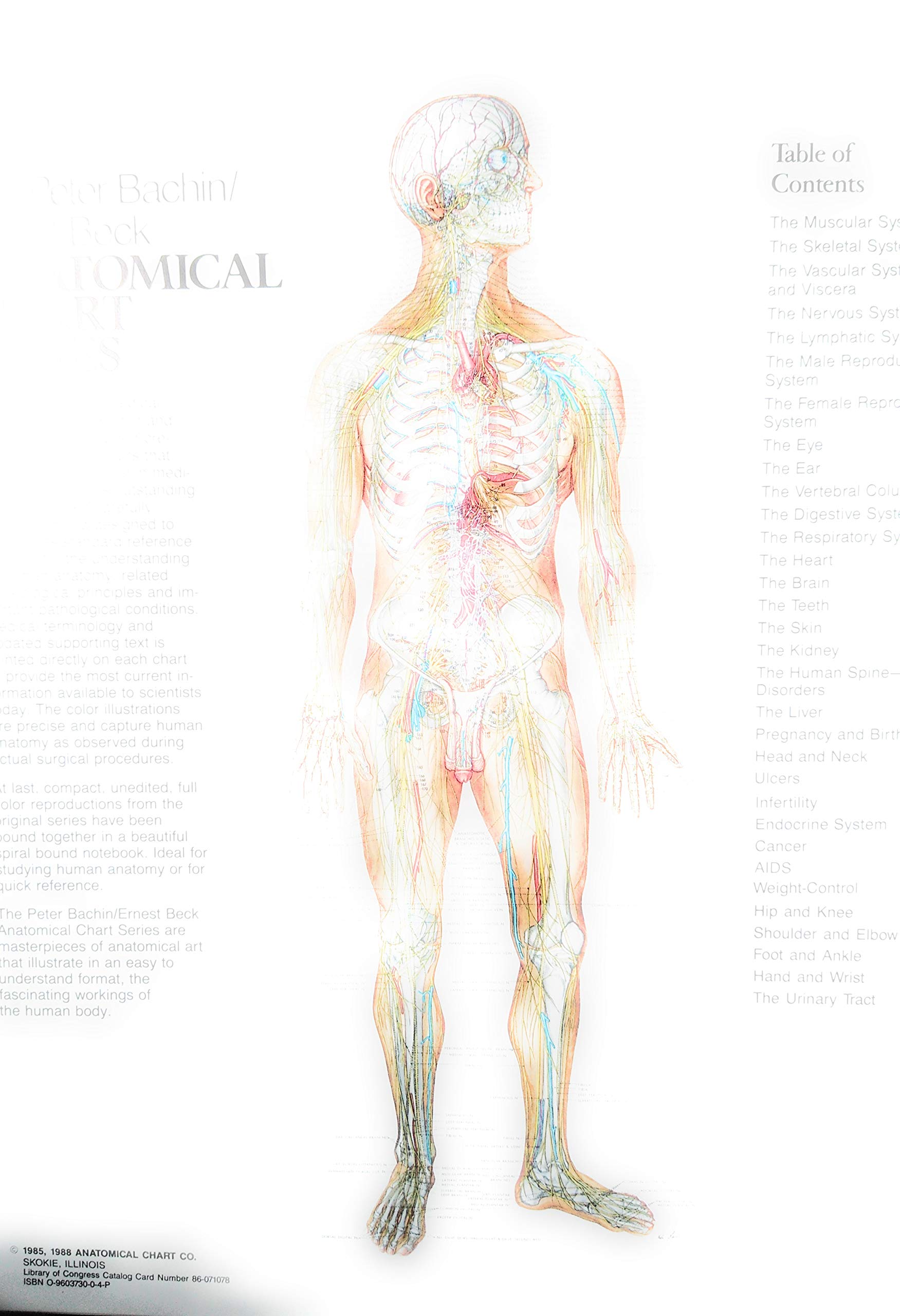 The Anatomical Chart Series,Used
