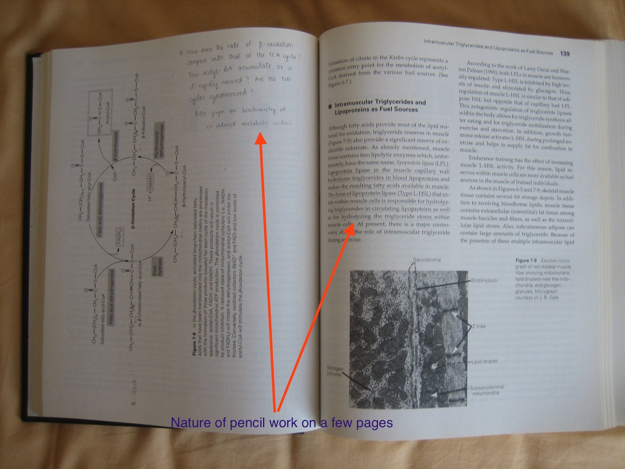 Exercise Physiology: Human Bioenergetics And Its Applications,New