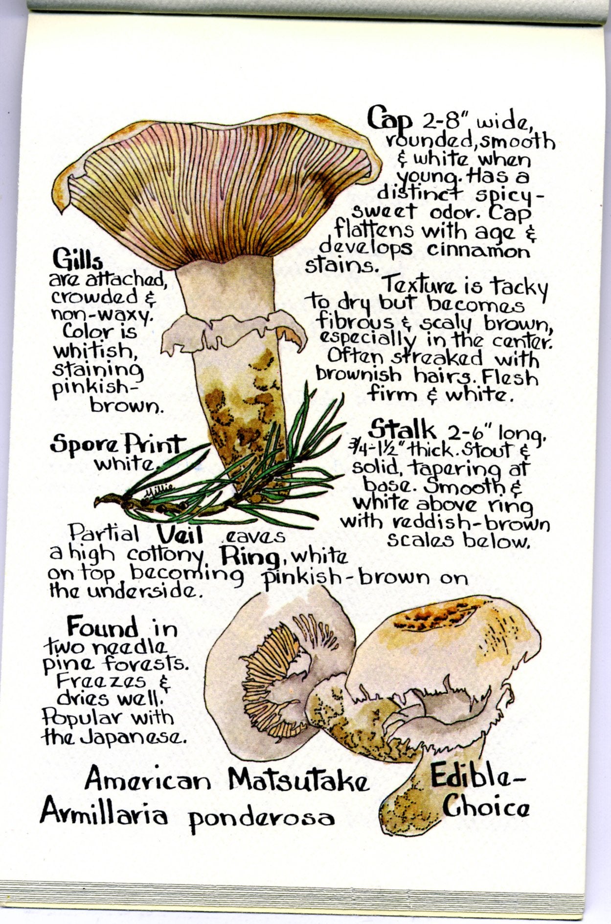 Chanterelle: A Rocky Mountain Mushroom Book,New