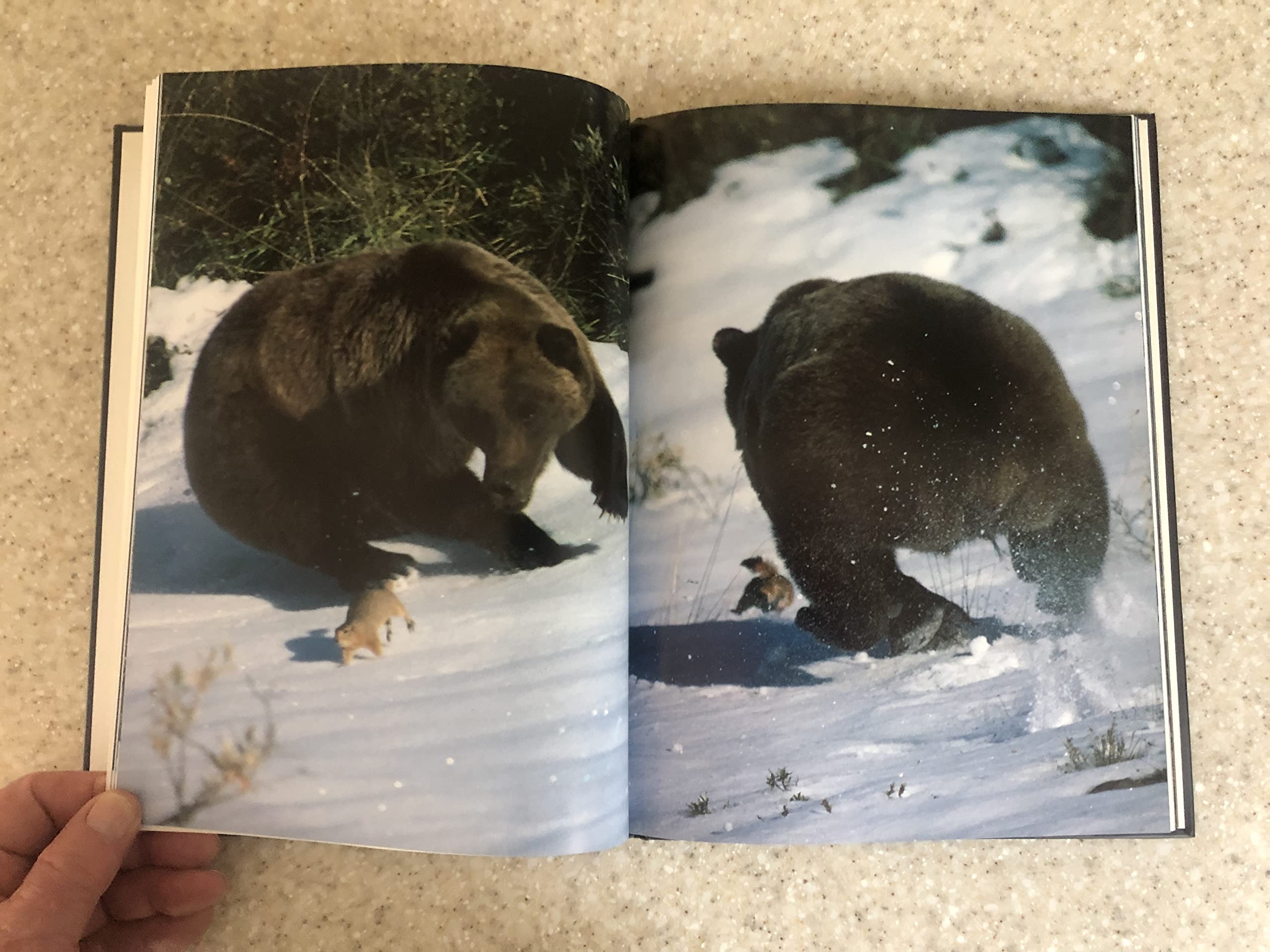 Grizzly,Used
