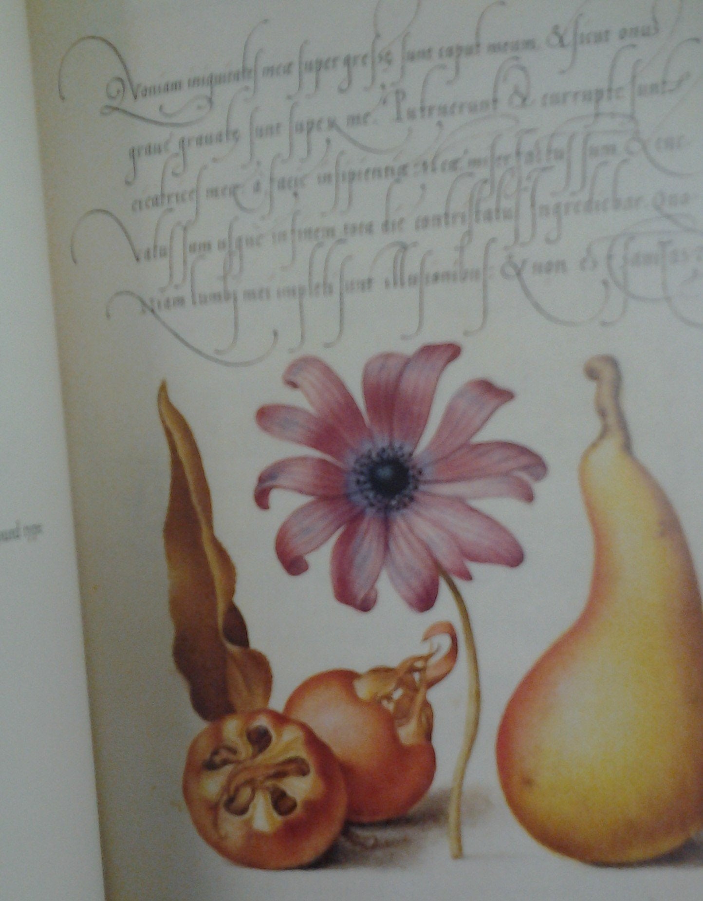 Mira calligraphiae monumenta,Used