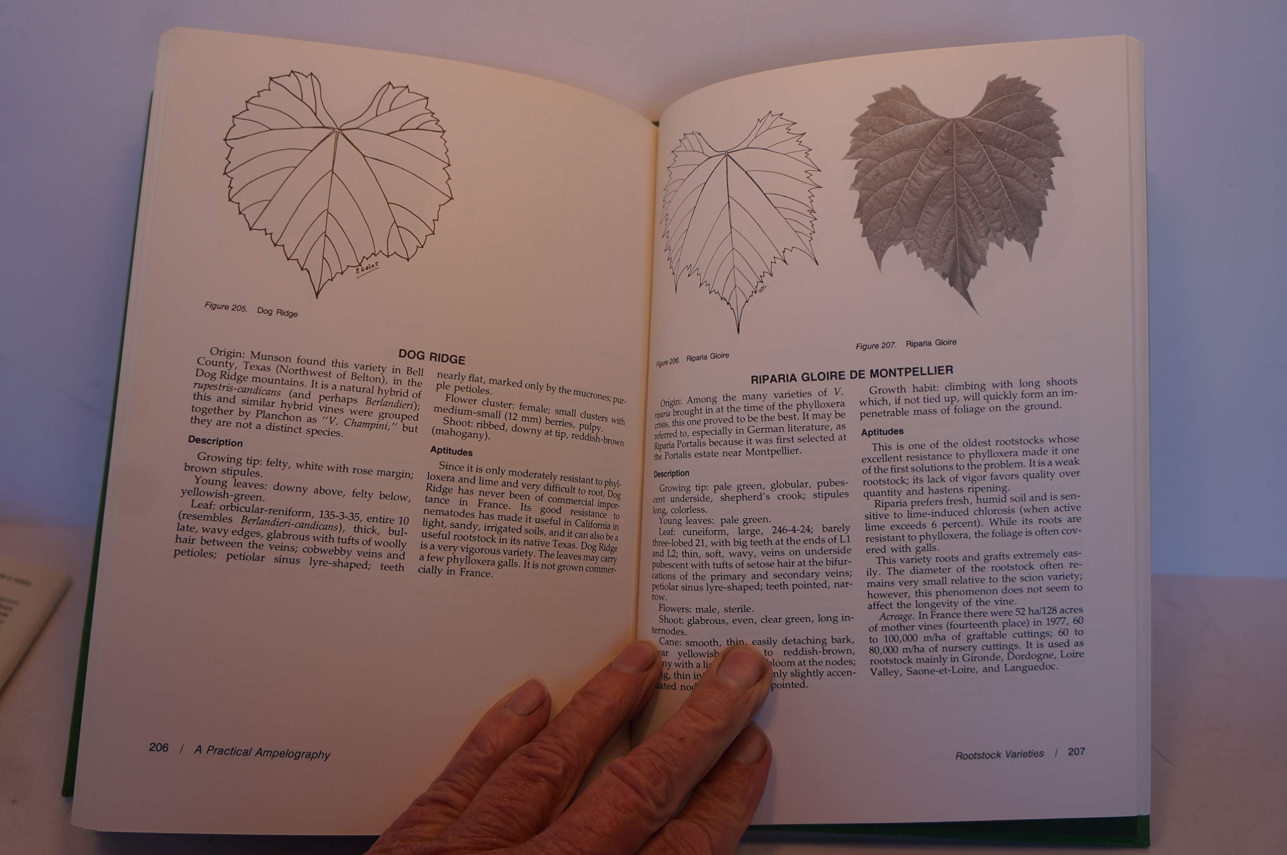 A Practical Ampelography: Grapevine Identification (Comstock Bk),Used