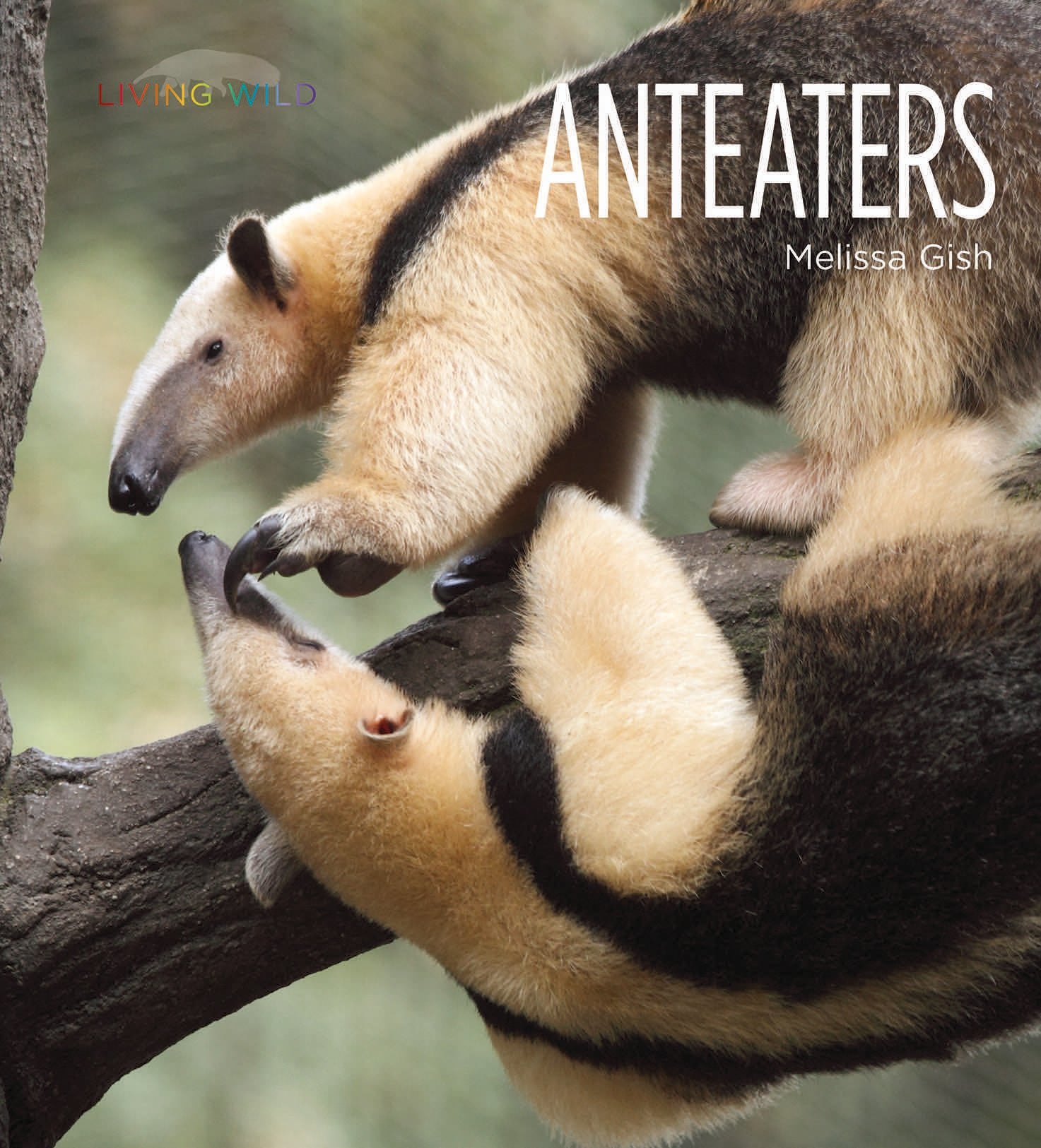 Anteaters (Living Wild)