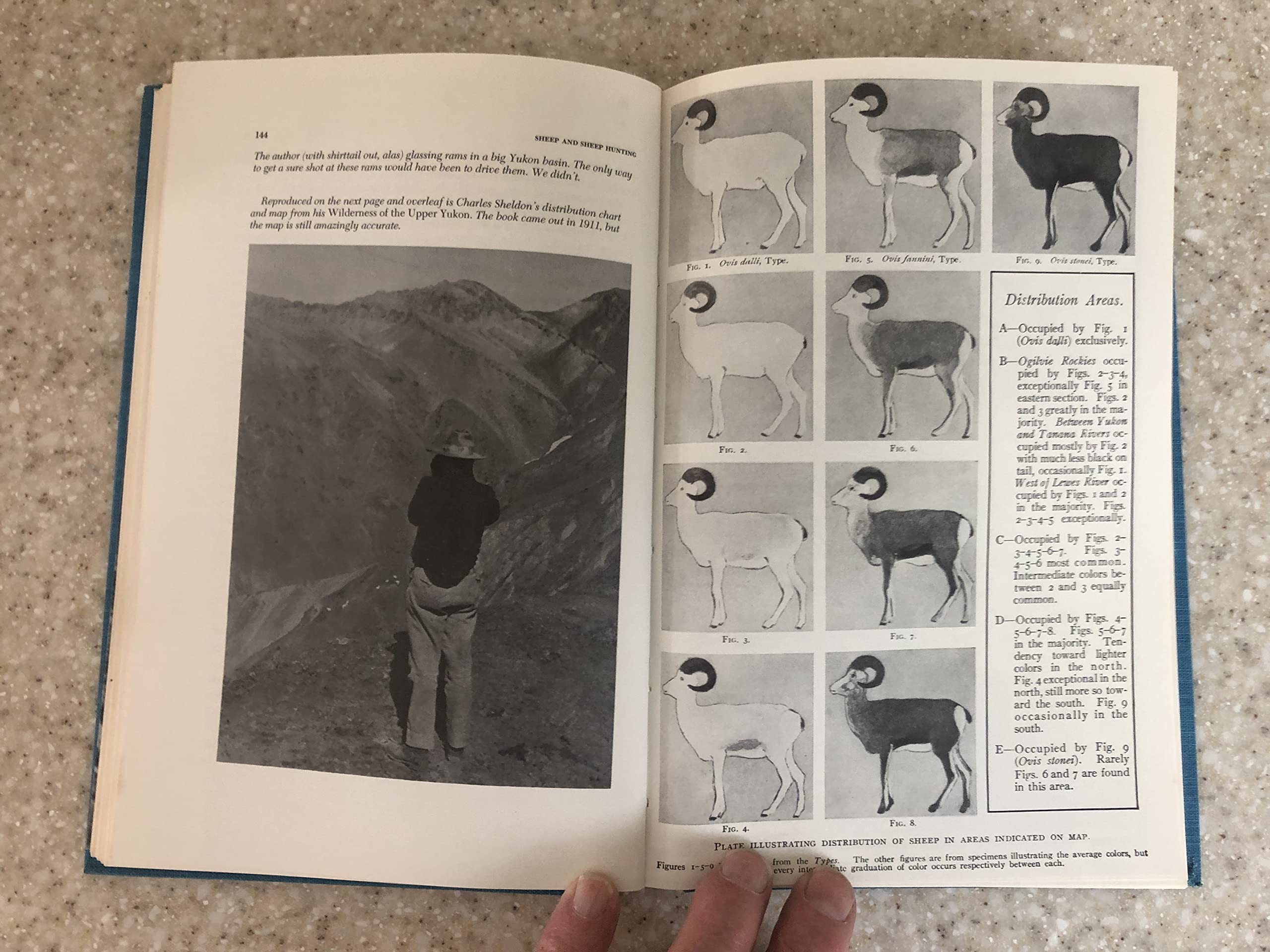 Sheep and Sheep Hunting: The Definitive Book on Wild Sheep,Used