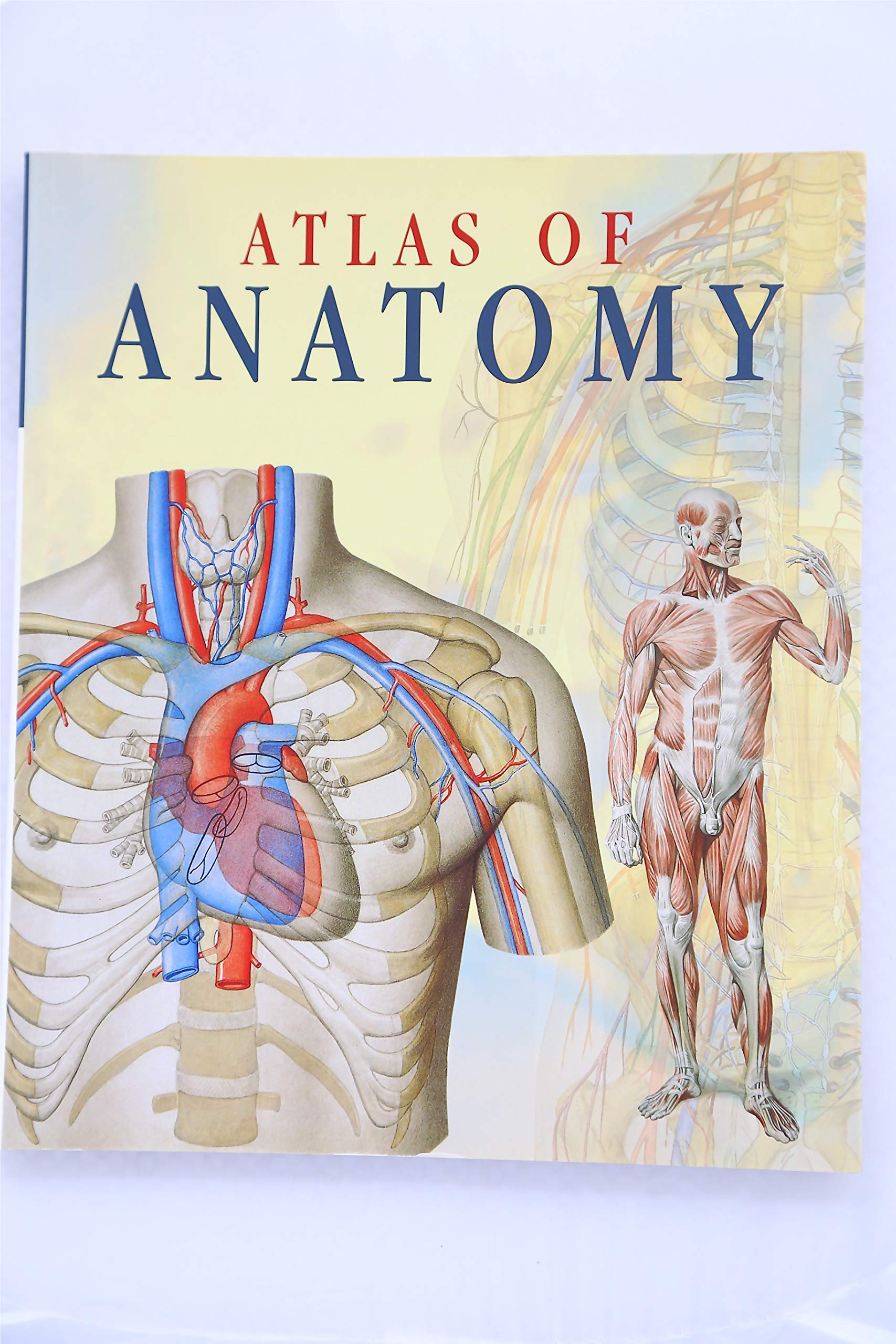 Atlas Of Anatomy,New