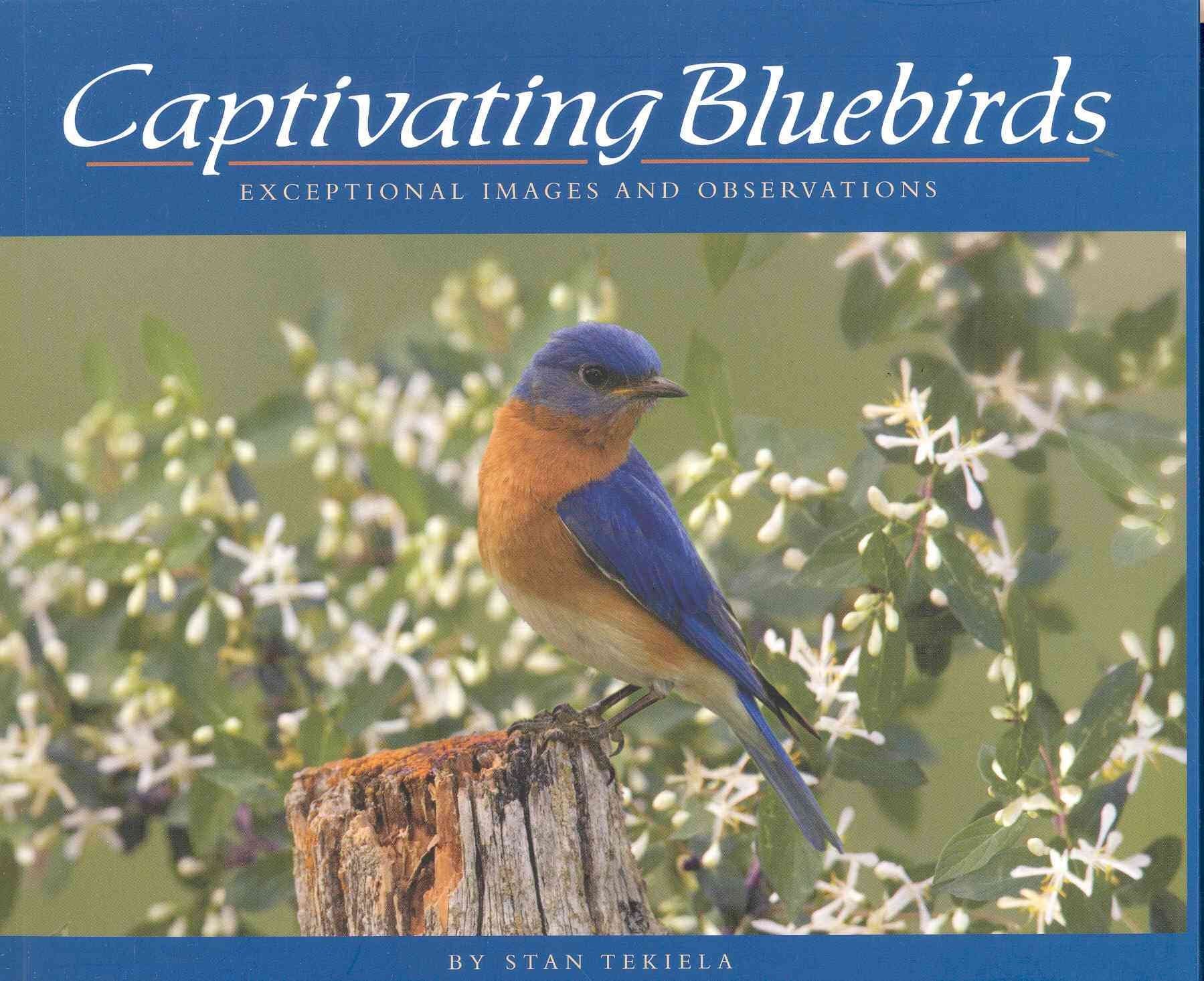 Captivating Bluebirds: Exceptional Images And Observations (Wildlife Appreciation),Used