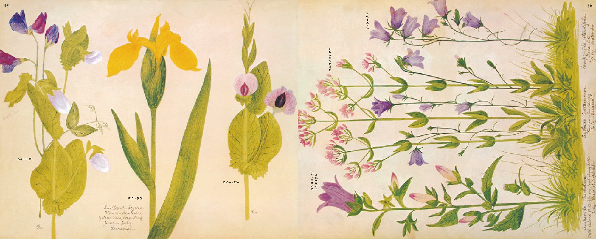 A Victorian Flower Album,Used