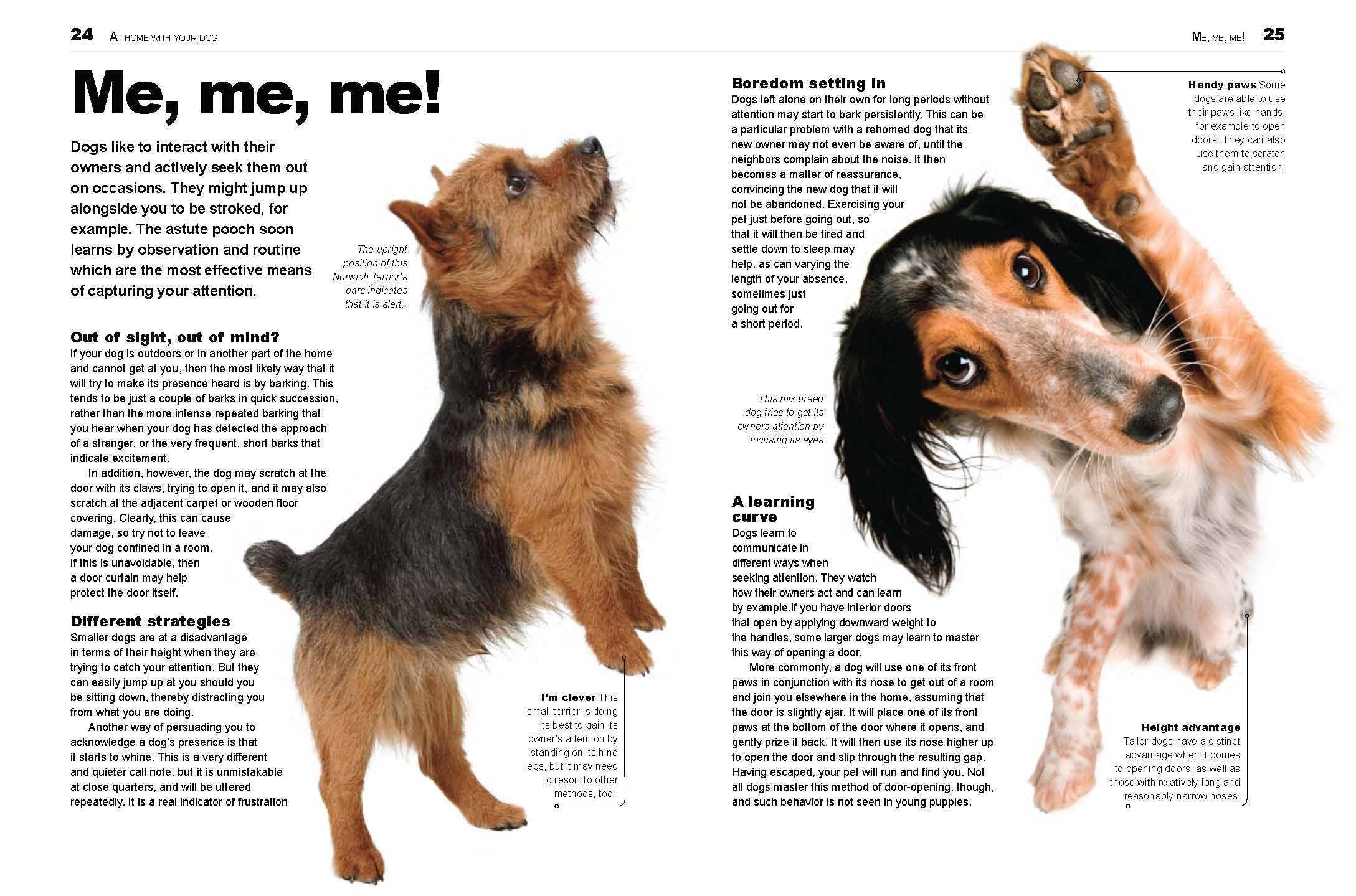The Dog Decoder: The Essential Guide to Understanding Your Dog's Behavior,Used