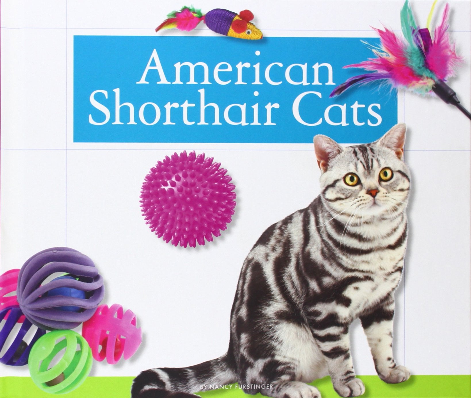 American Shorthair Cats (Domestic Cats),Used