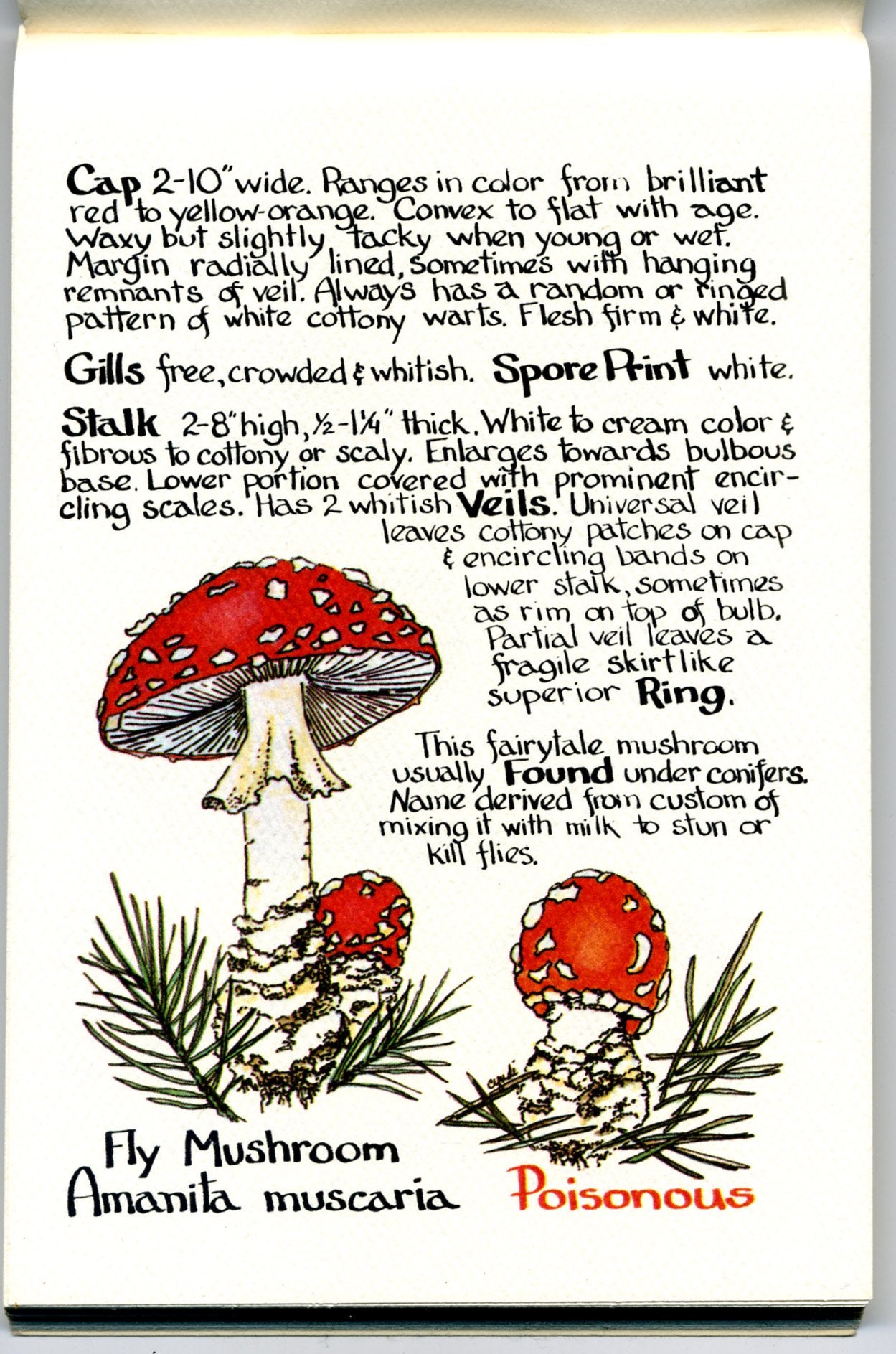 Chanterelle: A Rocky Mountain Mushroom Book,New