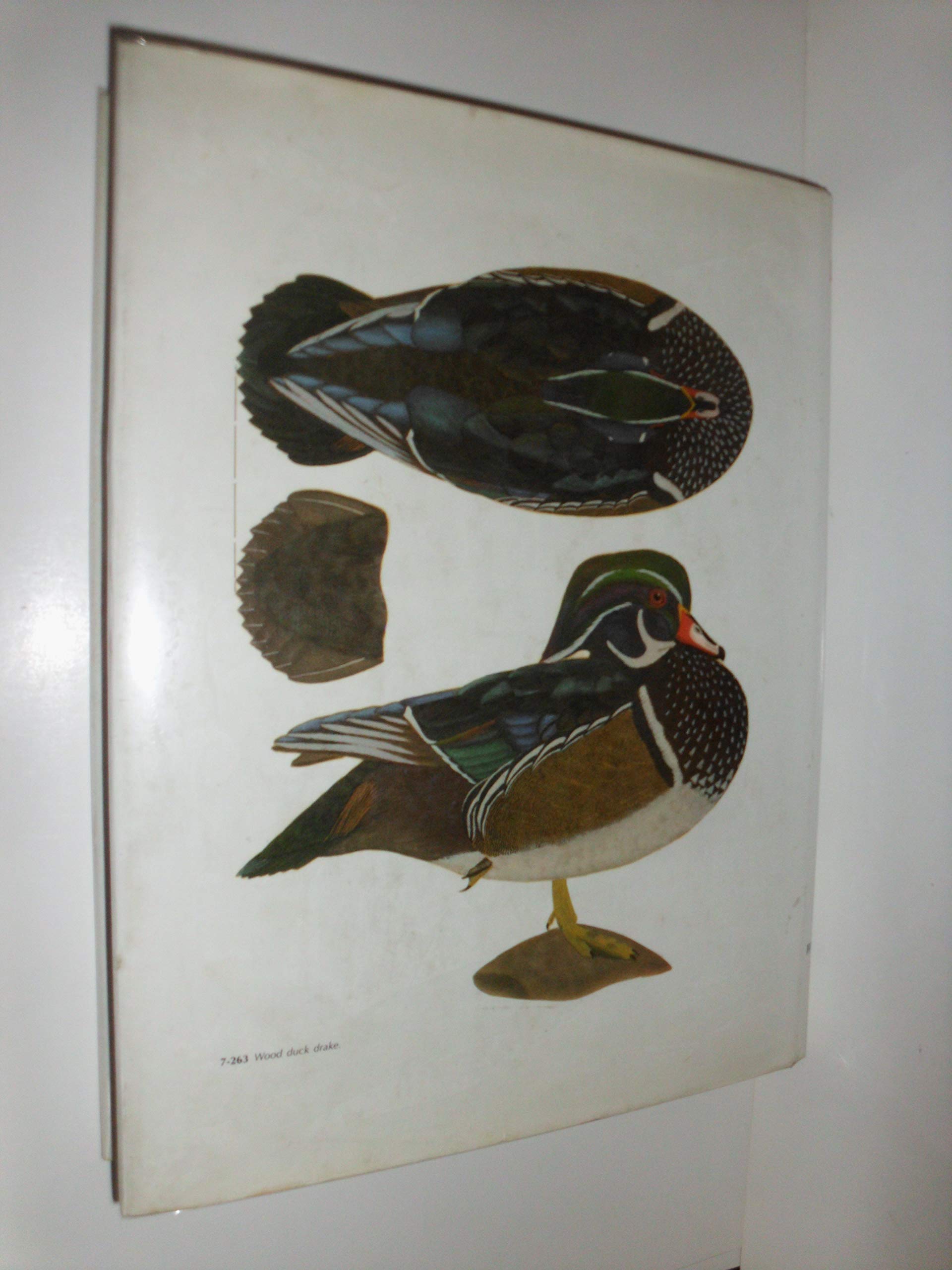 The New Game Bird Carving, 3rd Edition,Used