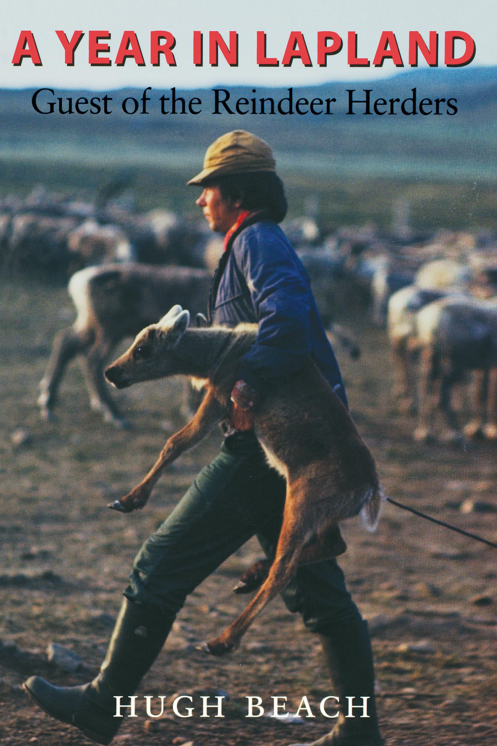 A Year in Lapland: Guest of the Reindeer Herders,Used