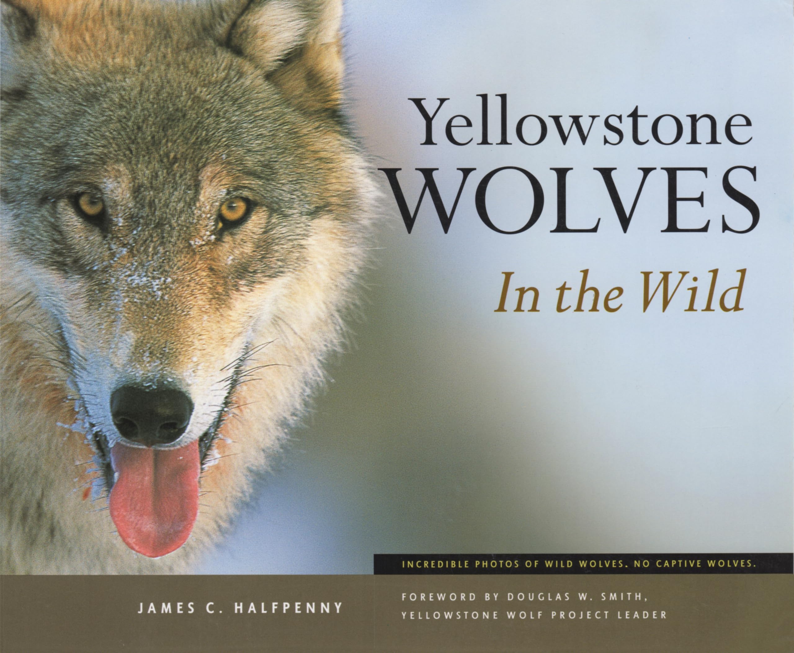 Yellowstone Wolves in the Wild,New