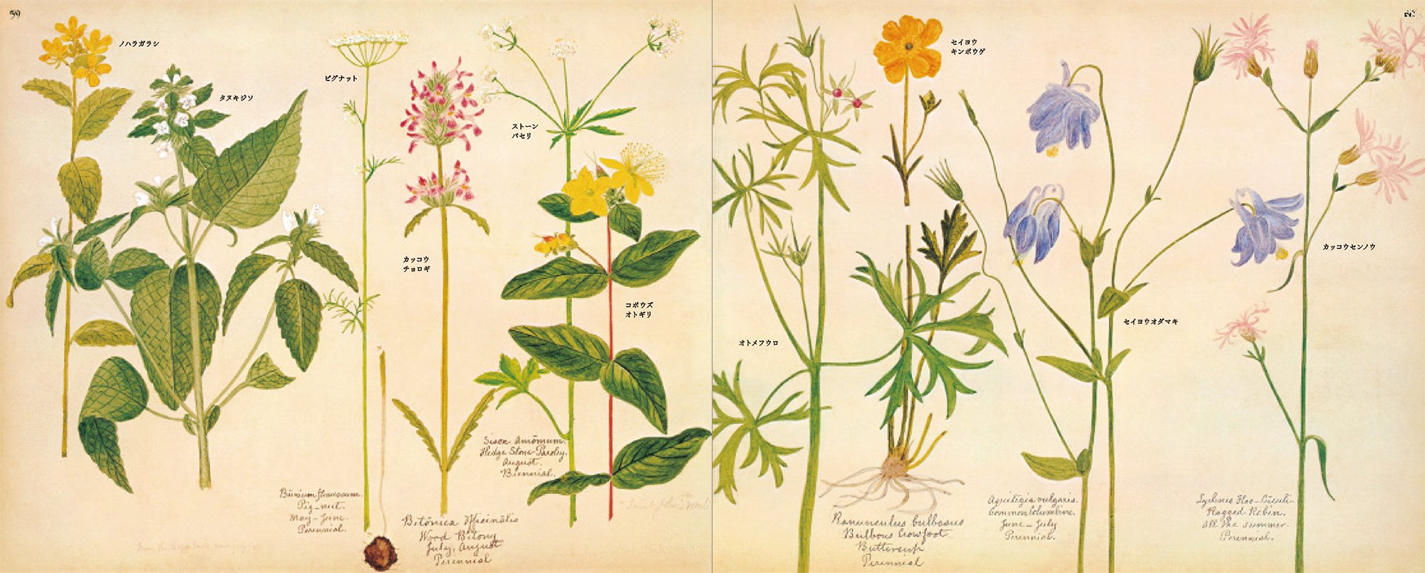 A Victorian Flower Album,Used