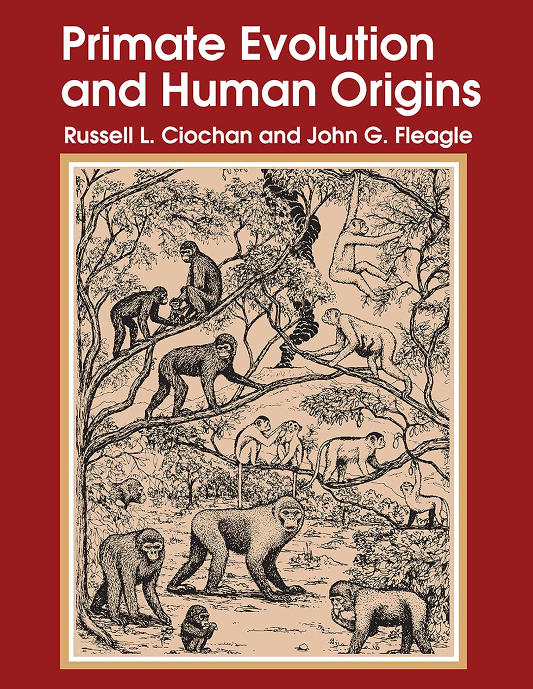 Primate Evolution and Human Origins (Foundations of Human Behavior),Used