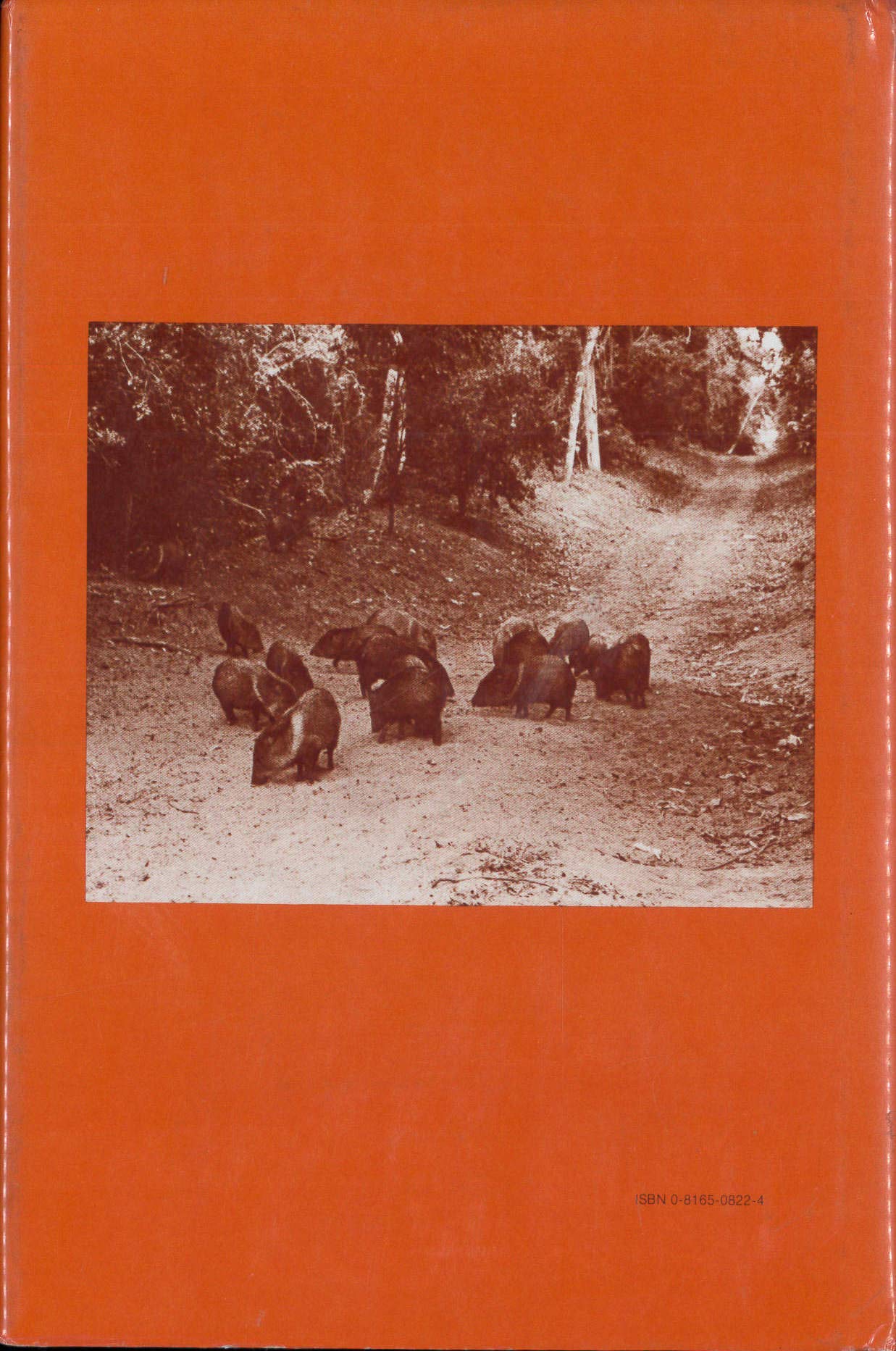 The Peccaries,Used