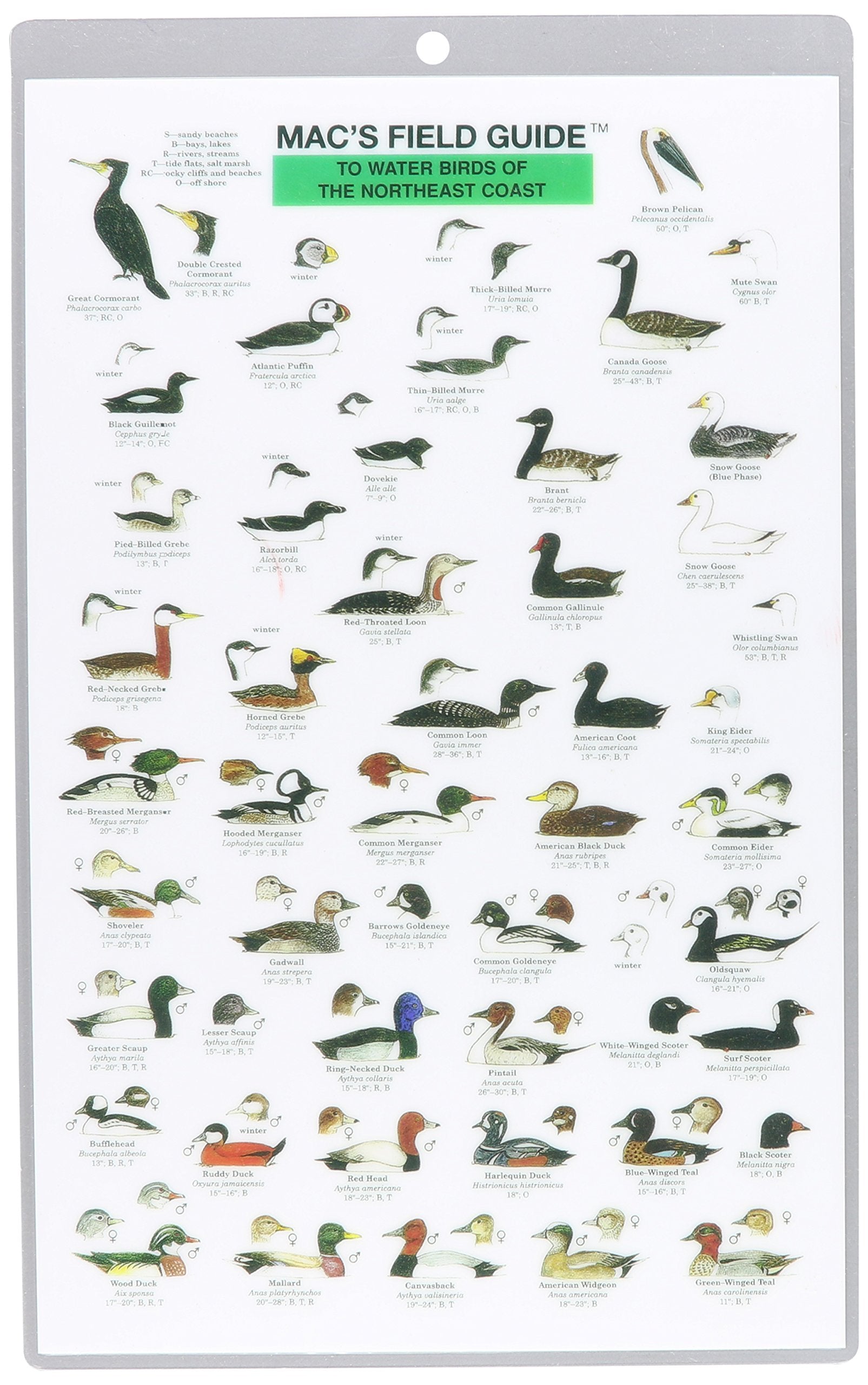 Mac's Field Guides: Northeast Coastal Water Birds (Mac's Guides (Paperback)),Used