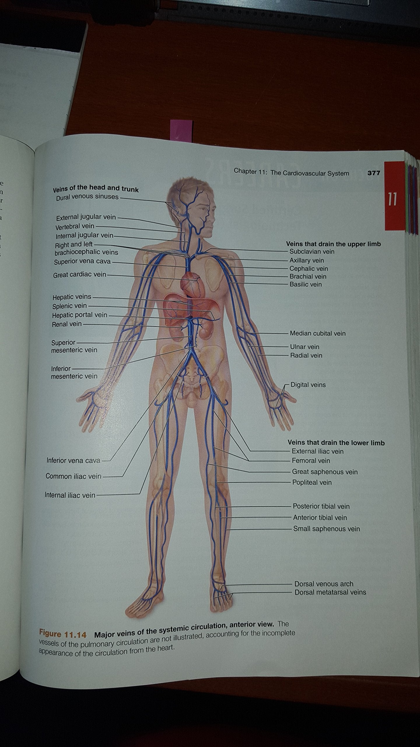 Essentials of Human Anatomy & Physiology (10th Edition),Used