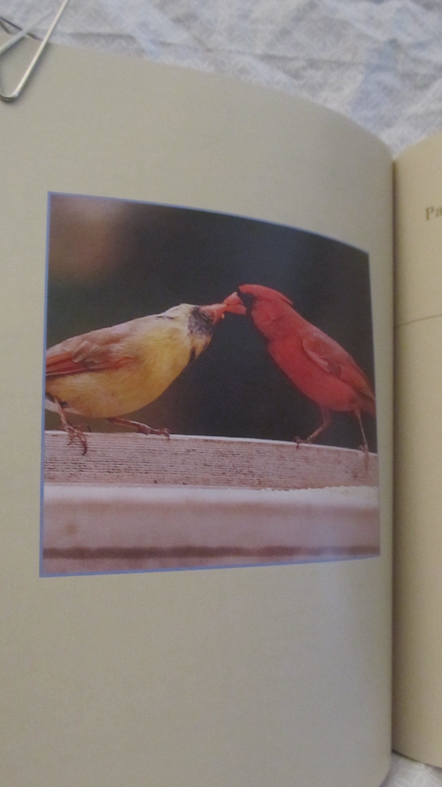 Stokes Backyard Bird Book: The Complete Guide to Attracting, Identifying, and Understanding the Birds in Your Backyard,Used