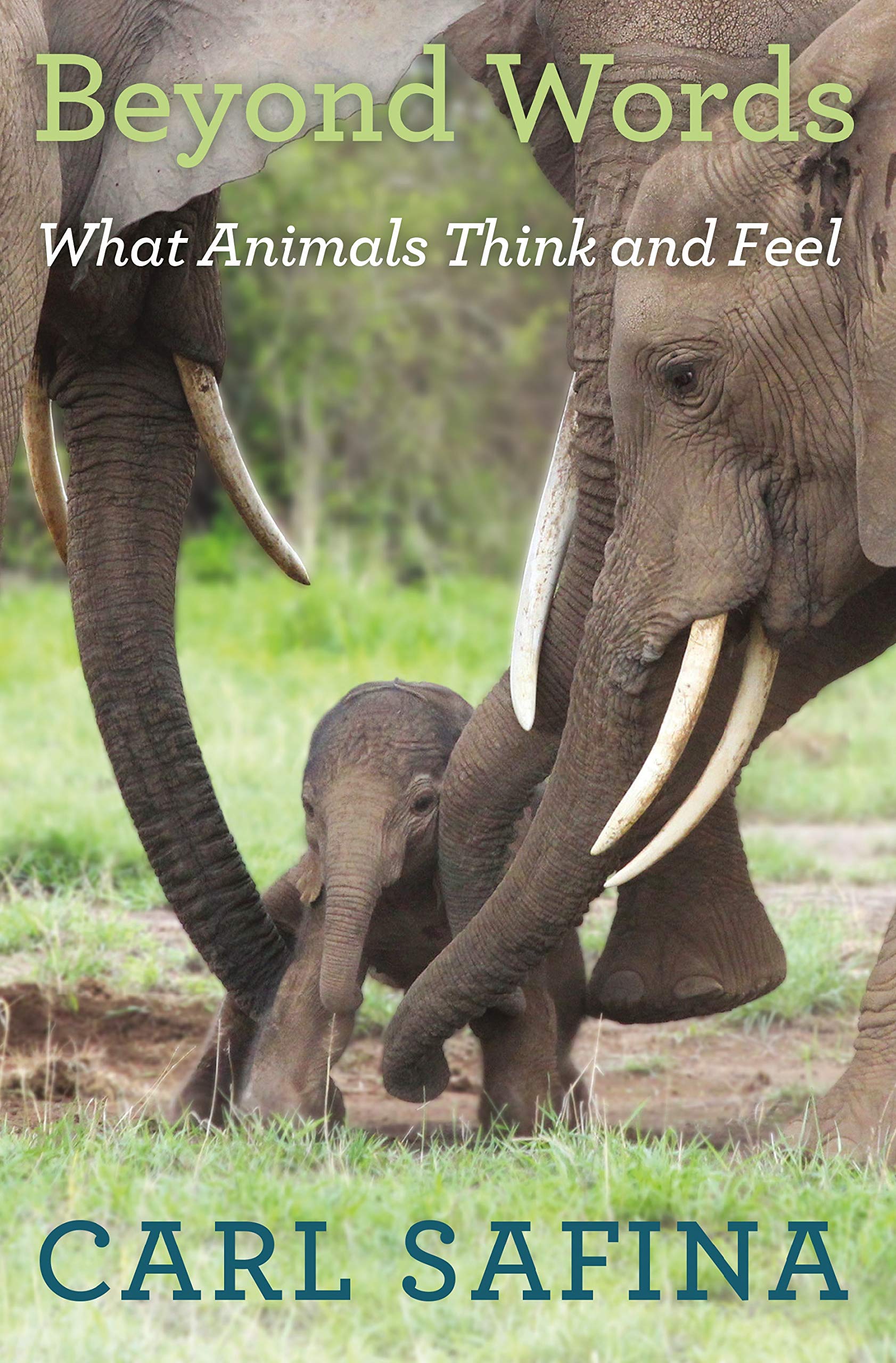Beyond Words: What Animals Think And Feel,Used
