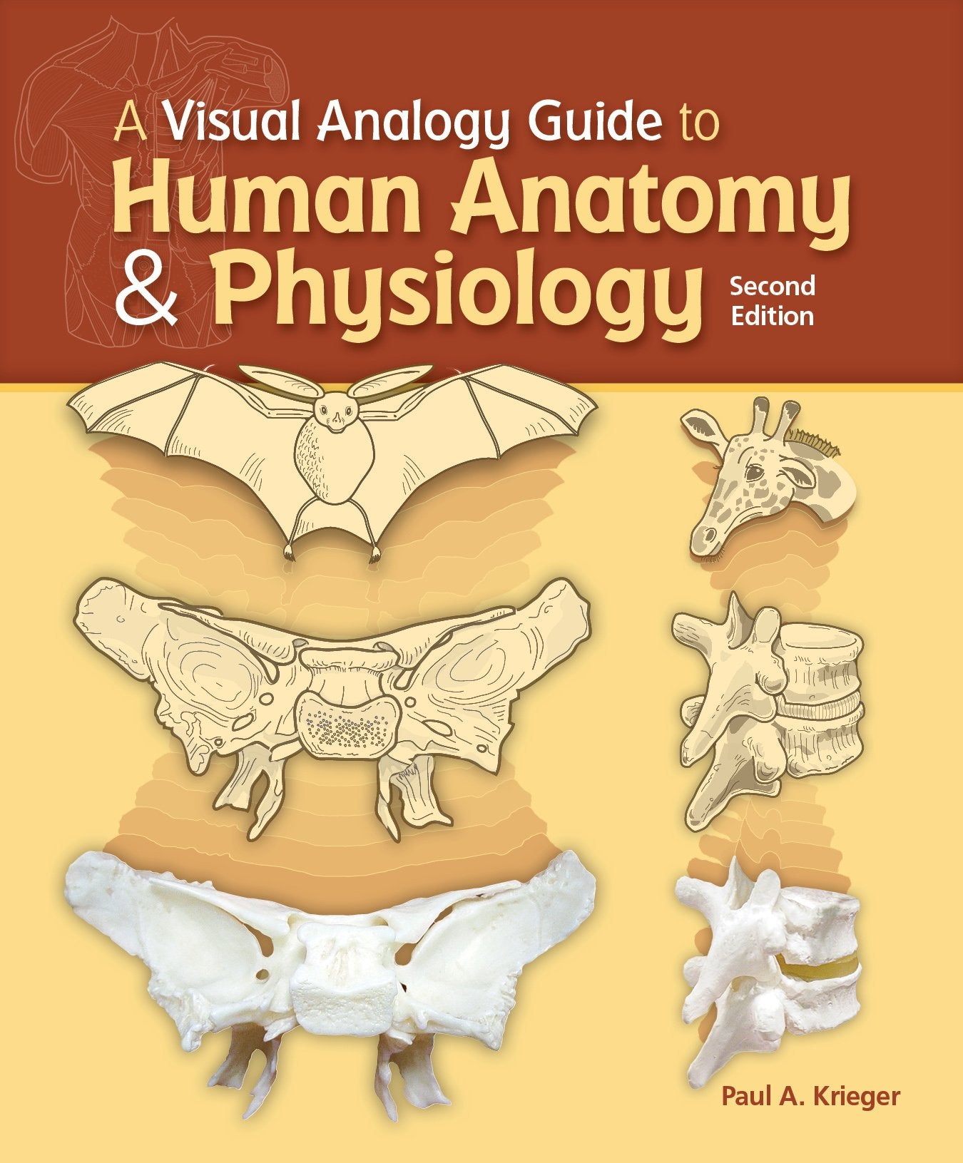 A Visual Analogy Guide to Human Anatomy and Physiology,Used