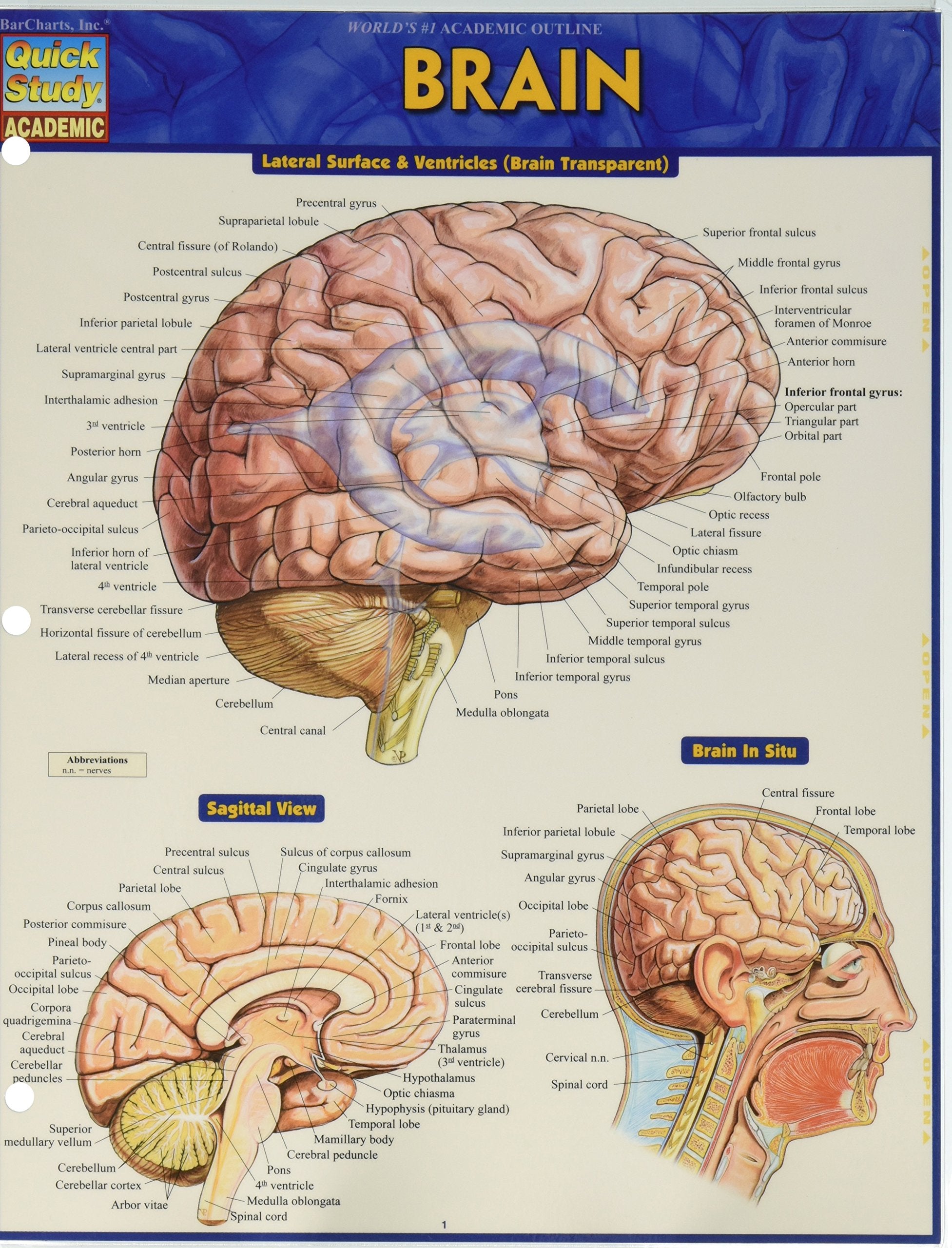 Brain (Quick Study Academic),New