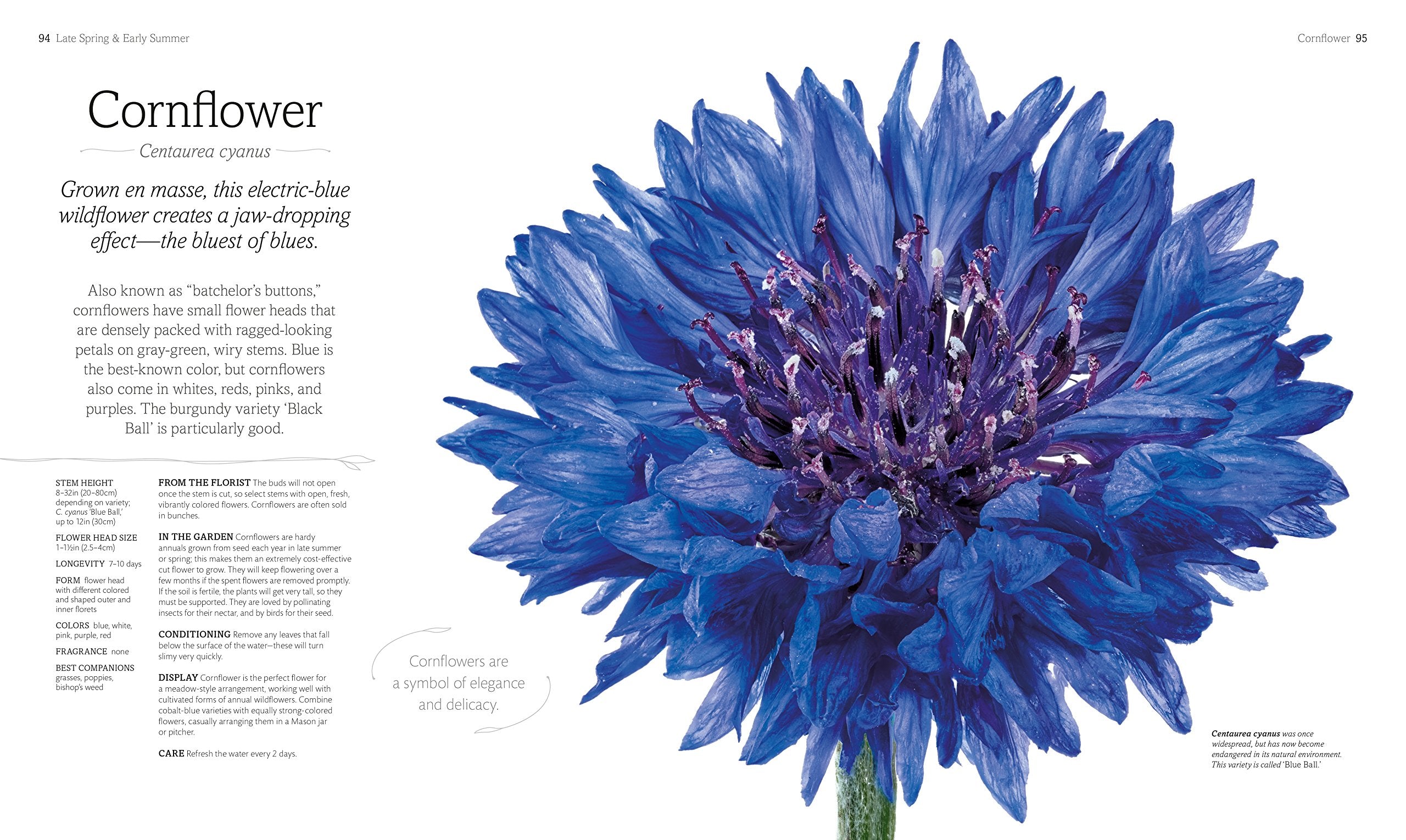 The Flower Book: Let the Beauty of Each Bloom Speak for Itself,Used
