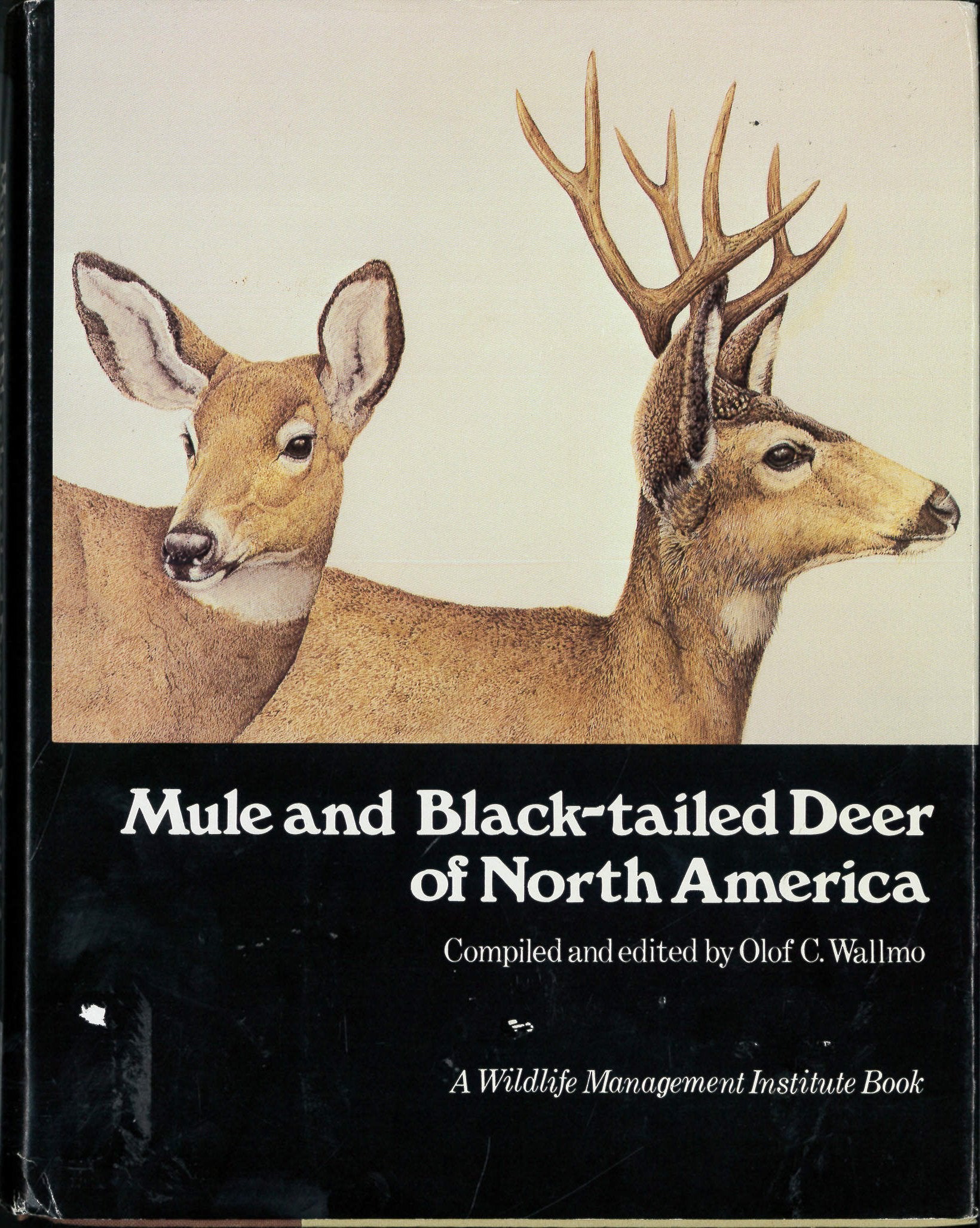 Mule And Blacktailed Deer Of North America,Used
