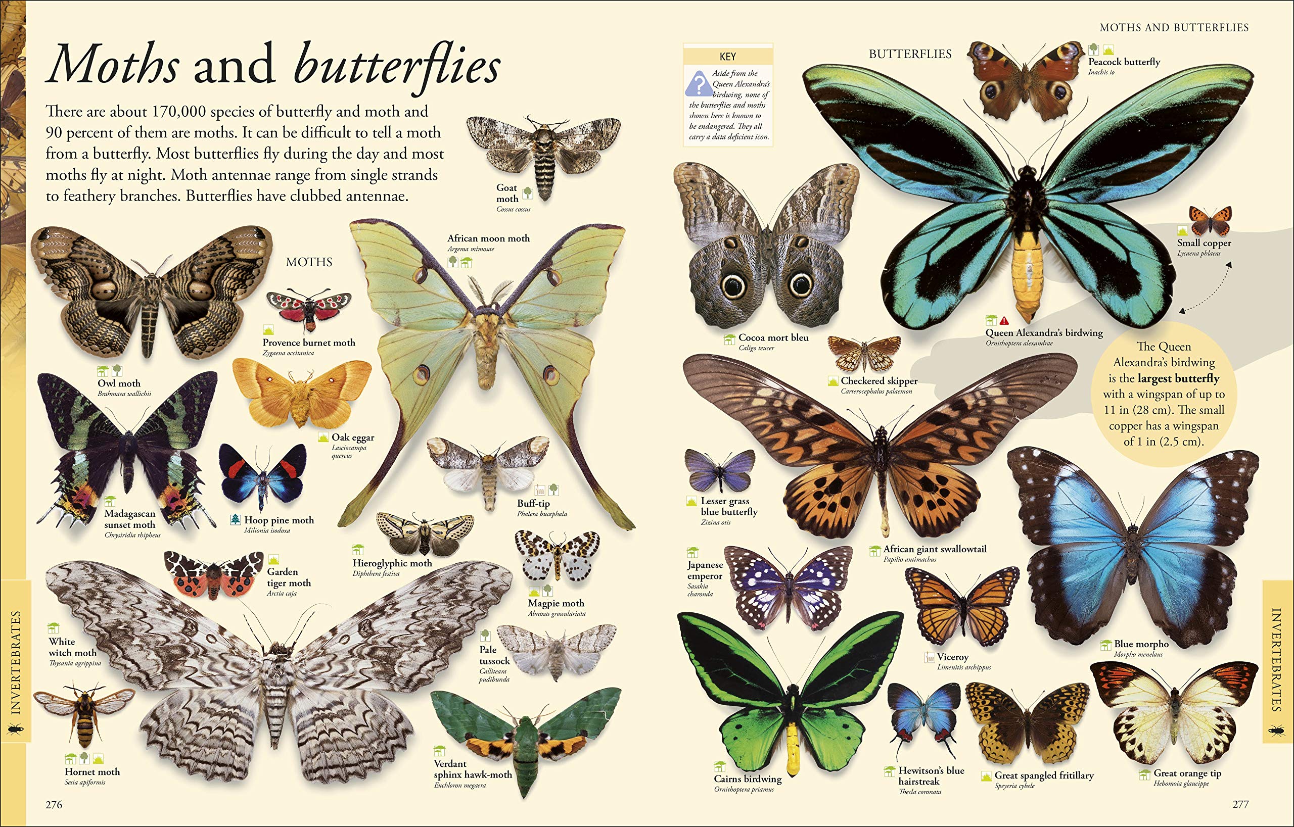 Animals: A Visual Encyclopedia (Second Edition) (Dk Children'S Visual Encyclopedias),Used
