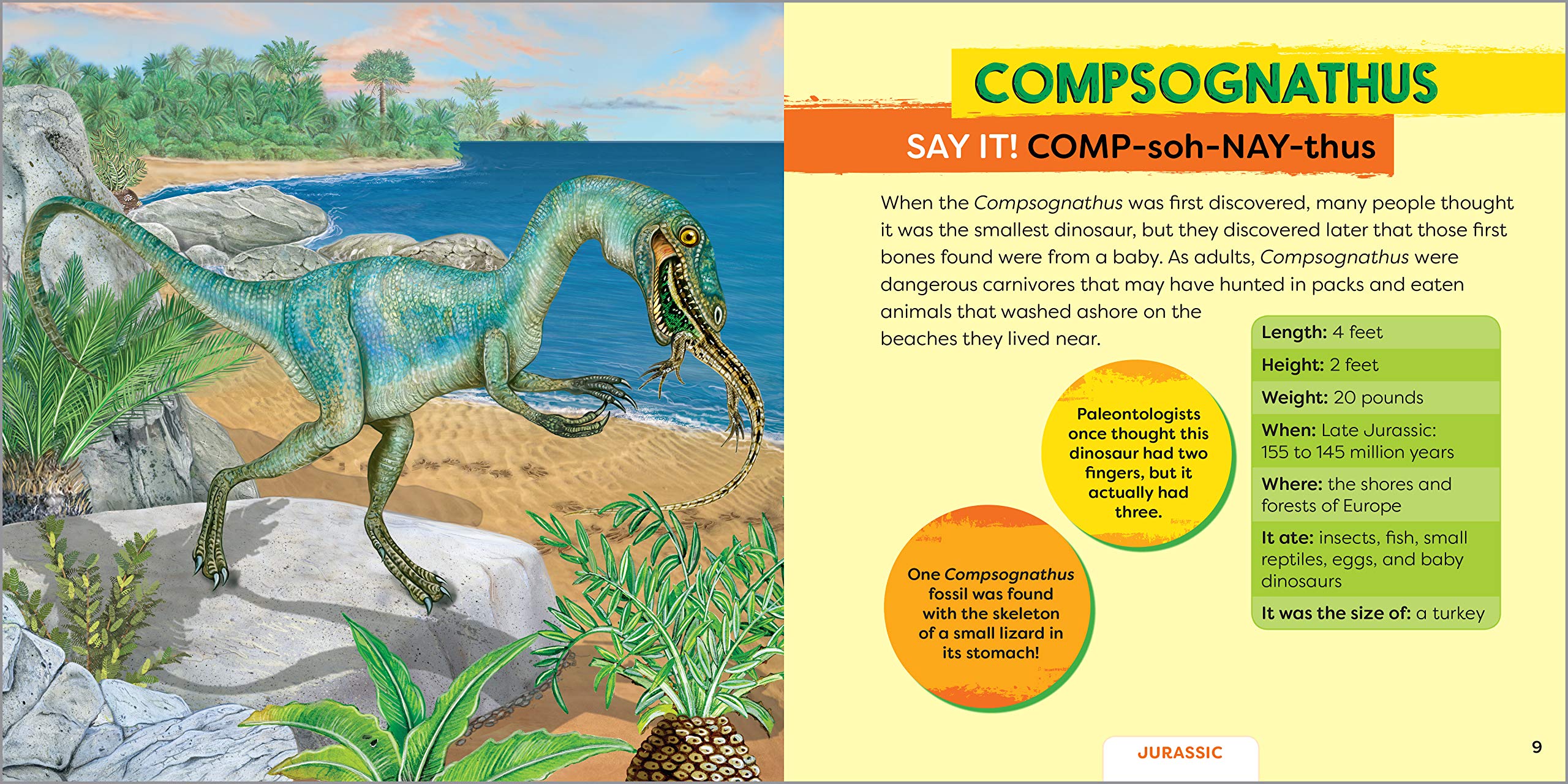 Dinosaurs! My First Book About Carnivores (Dinosaurs! + Beyond Dinosaurs!),Used