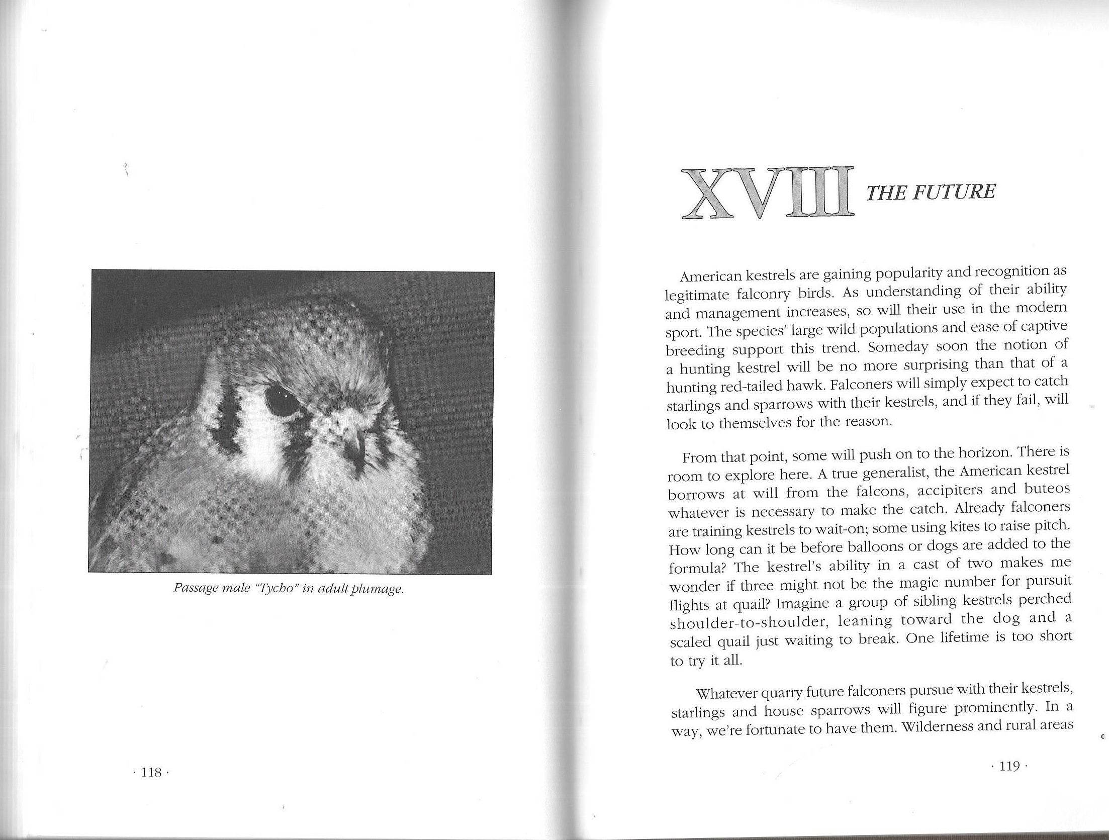 American Kestrels in Modern Falconry,New
