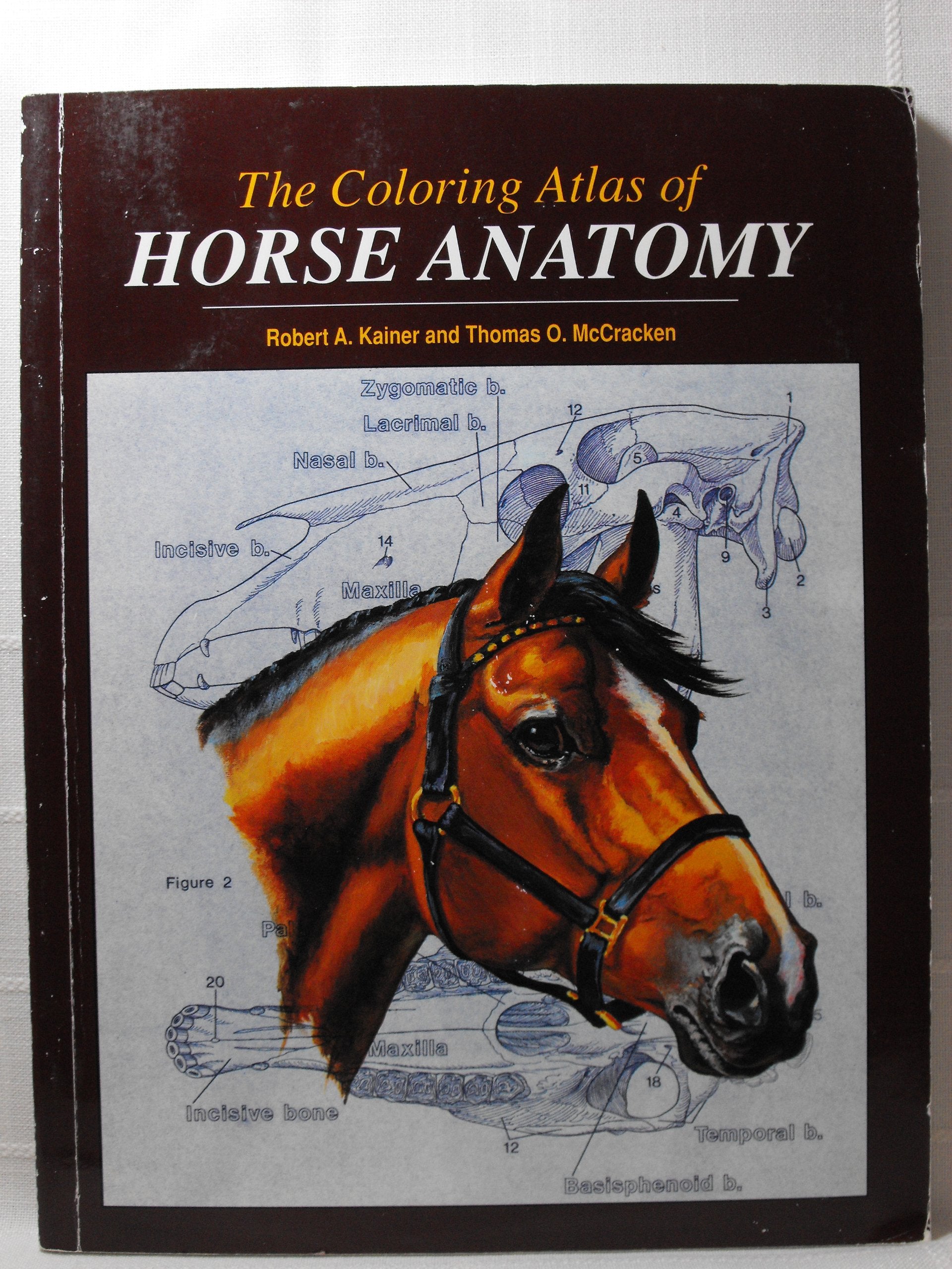 Coloring Atlas Of Horse Anatomy,Used