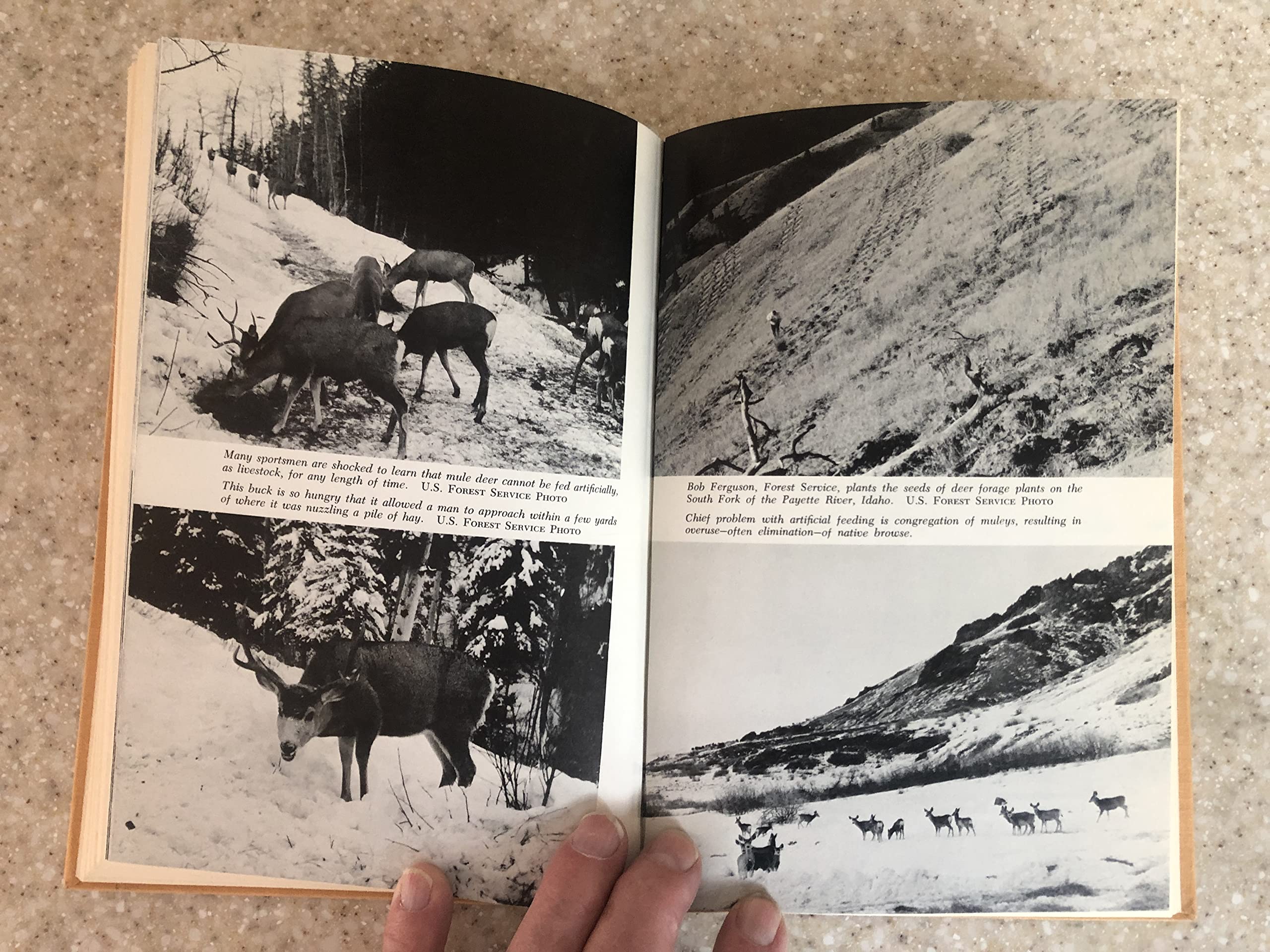 Shots at mule deer,Used