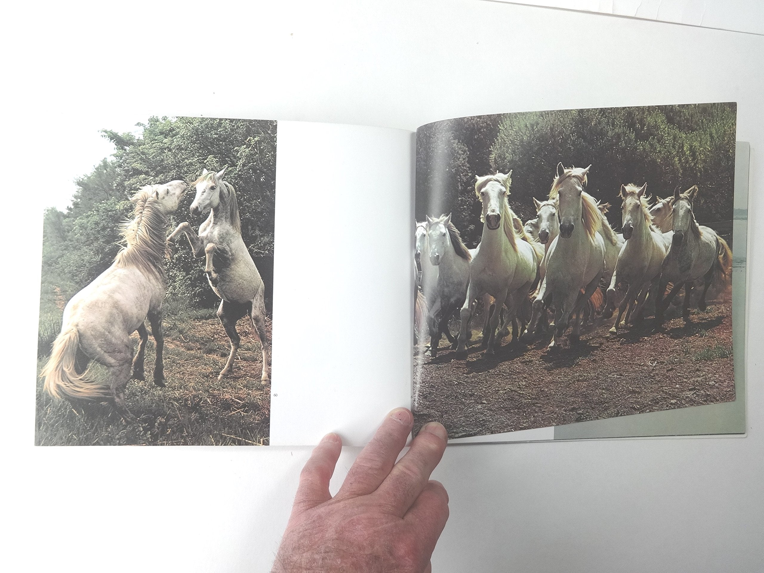 Horses of the Camargue,New