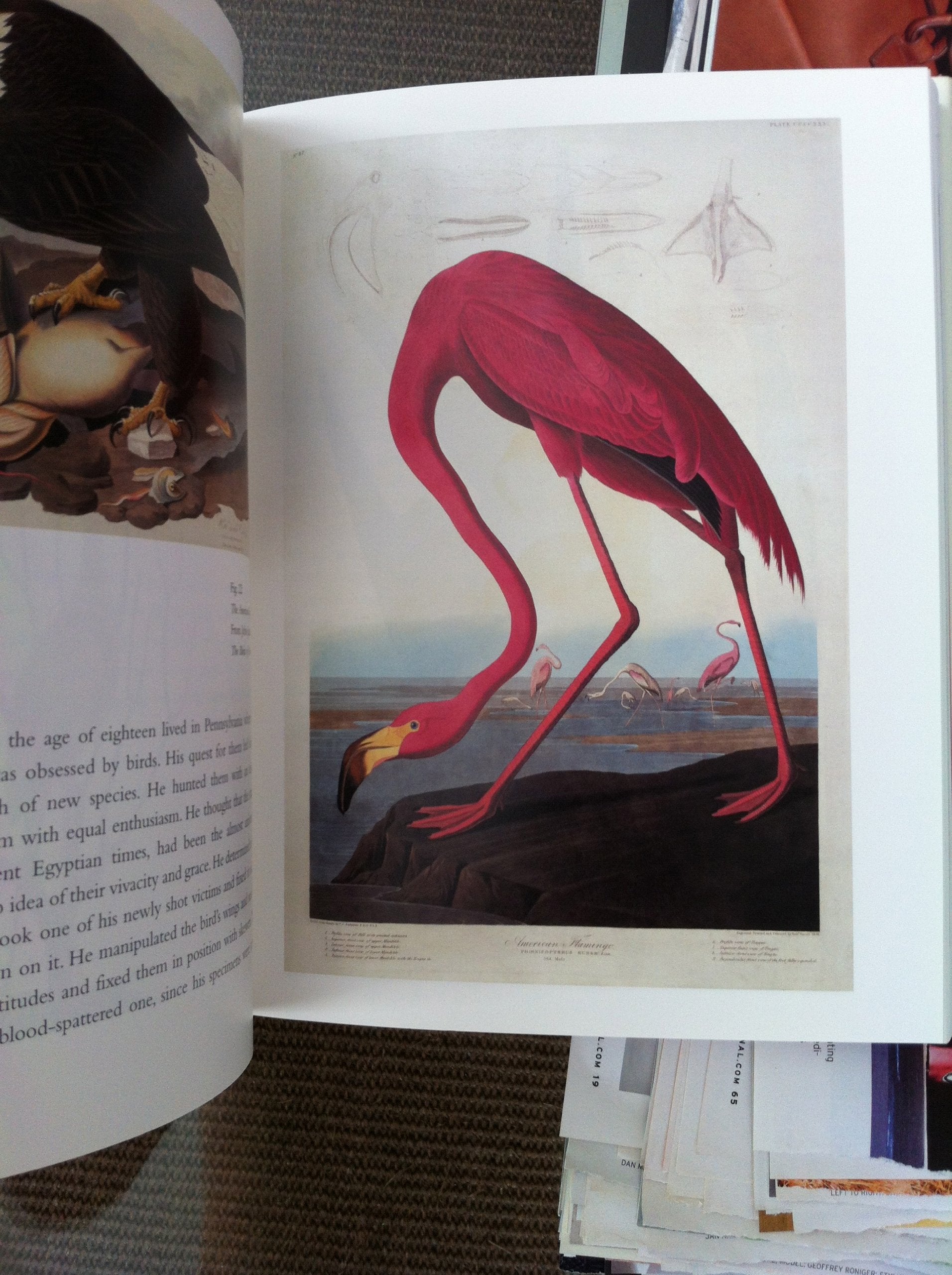 Amazing Rare Things /anglais,Used