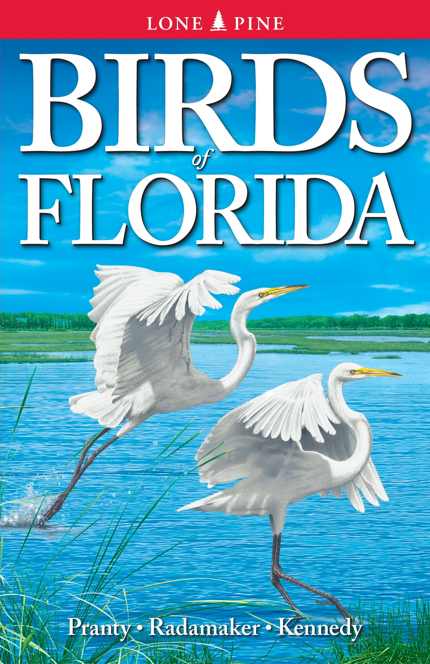 Birds of Florida,New