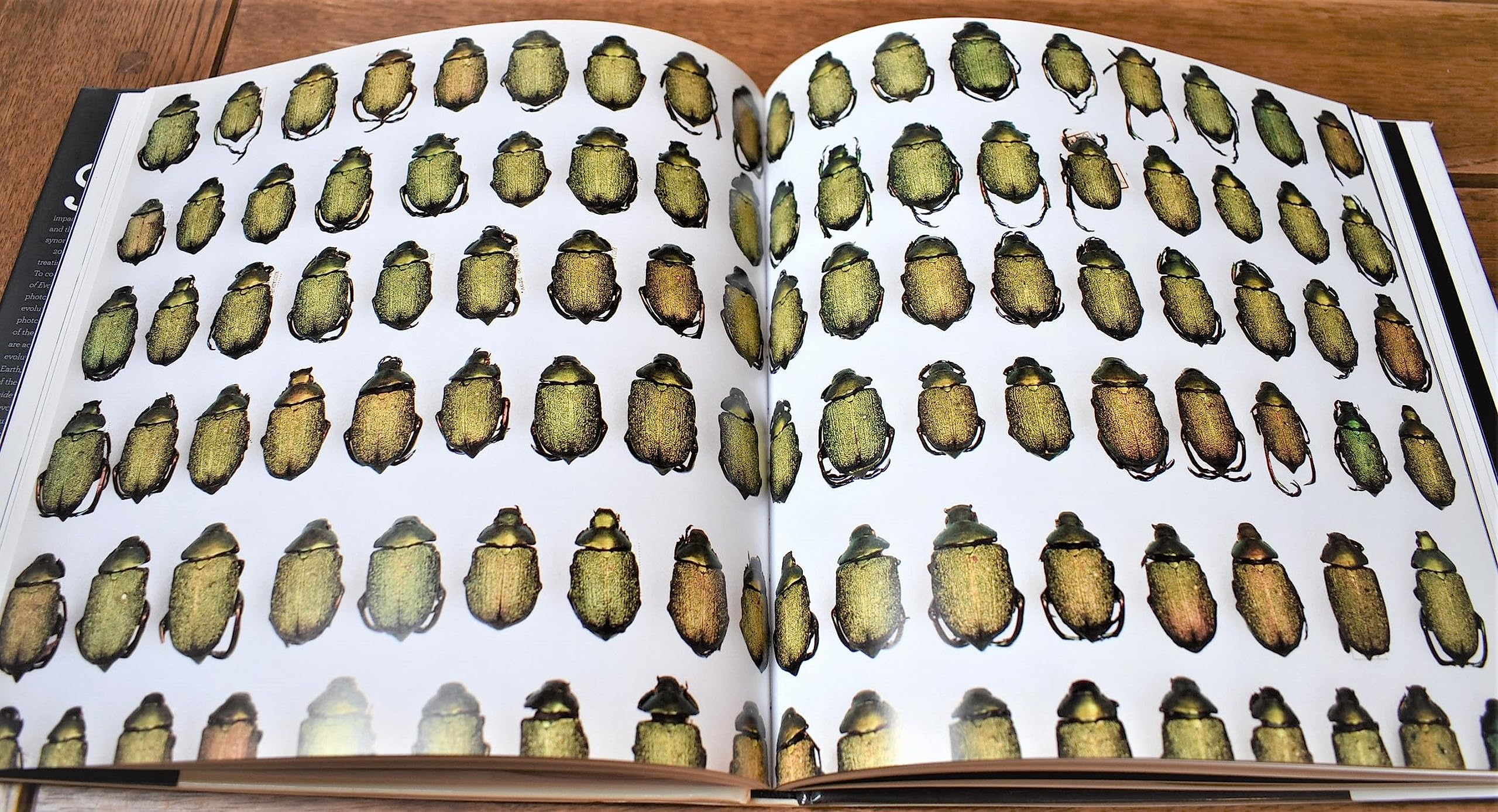 Evidence of Evolution,Used