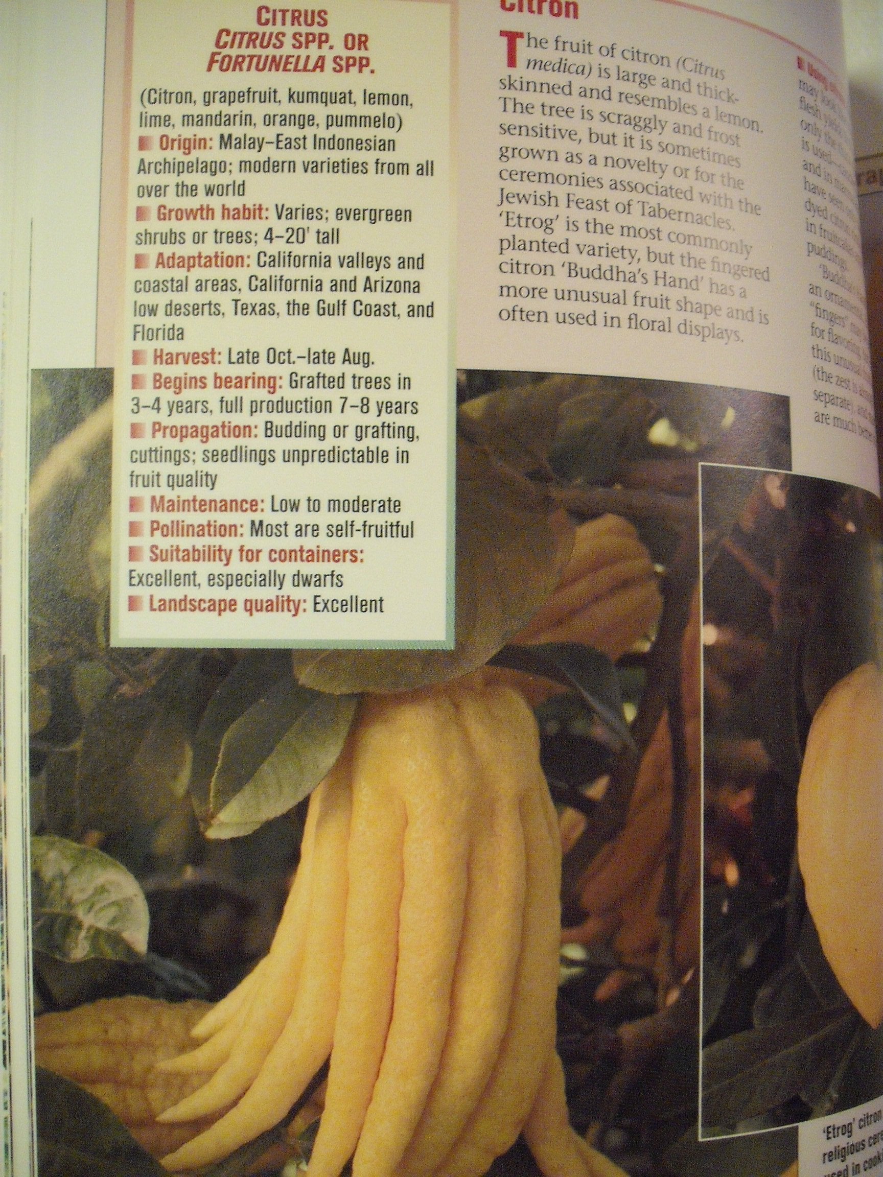 All About Citrus and Subtropical Fruits,New