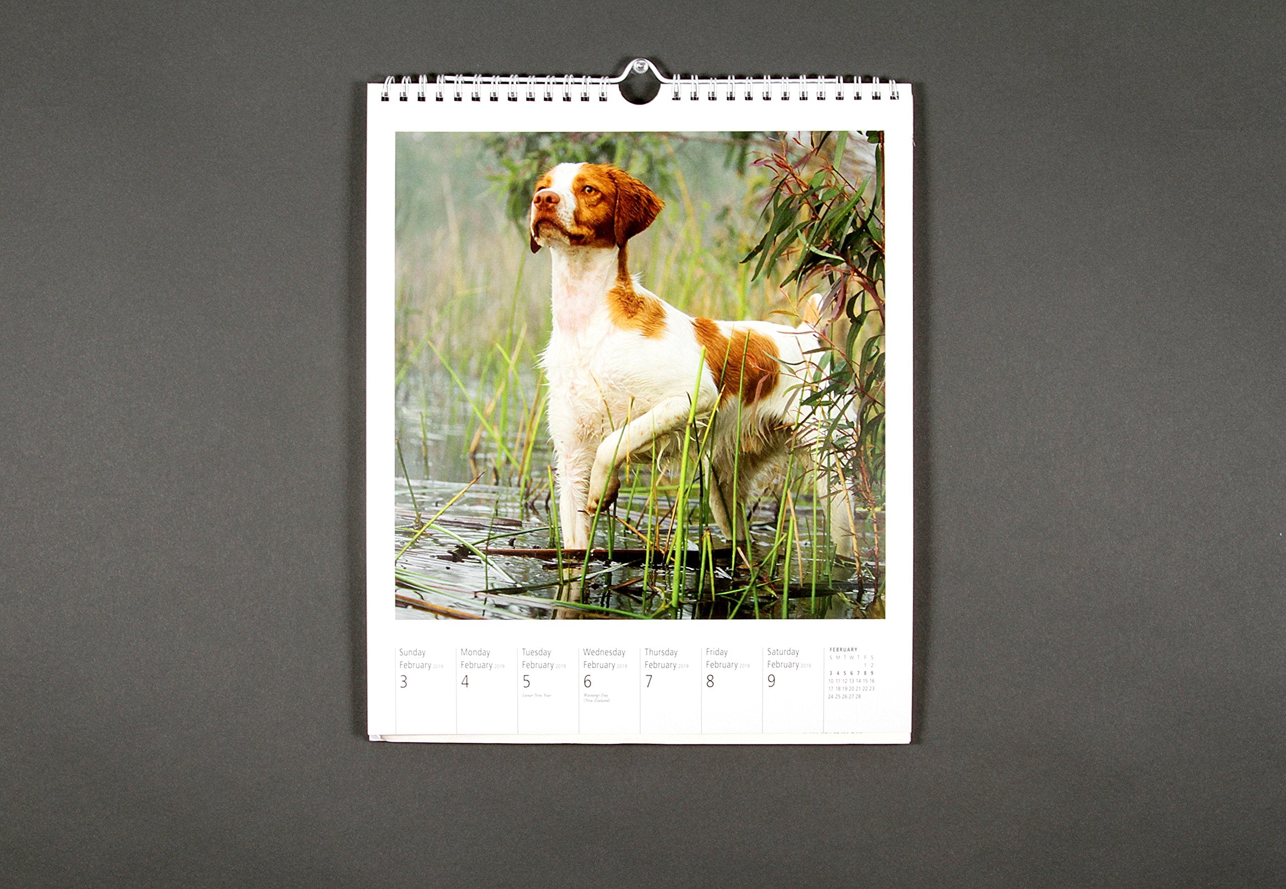 Dog PageAWeek Gallery Wall Calendar 2019,New