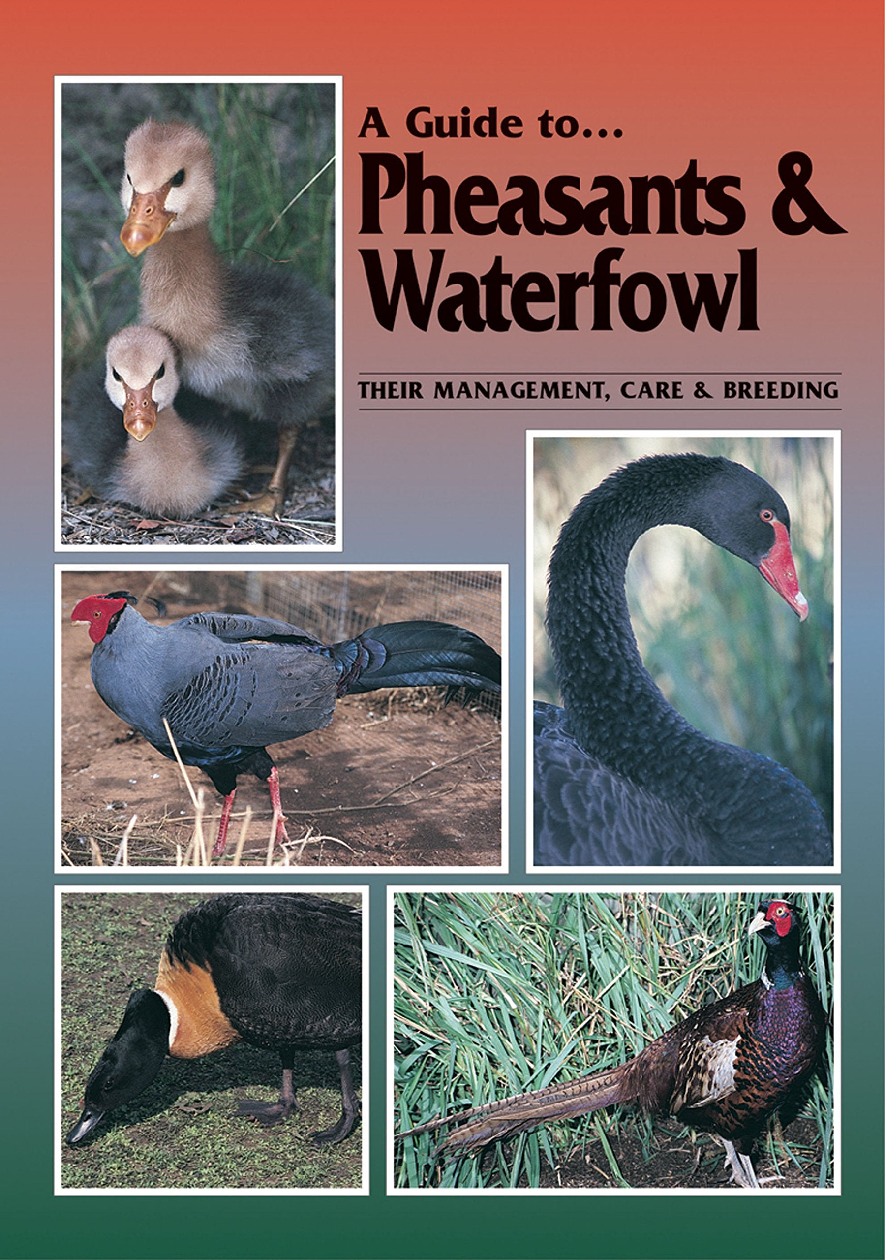 A Guide to Pheasants & WaterfowlTheir Management, Care and Breeding,Used