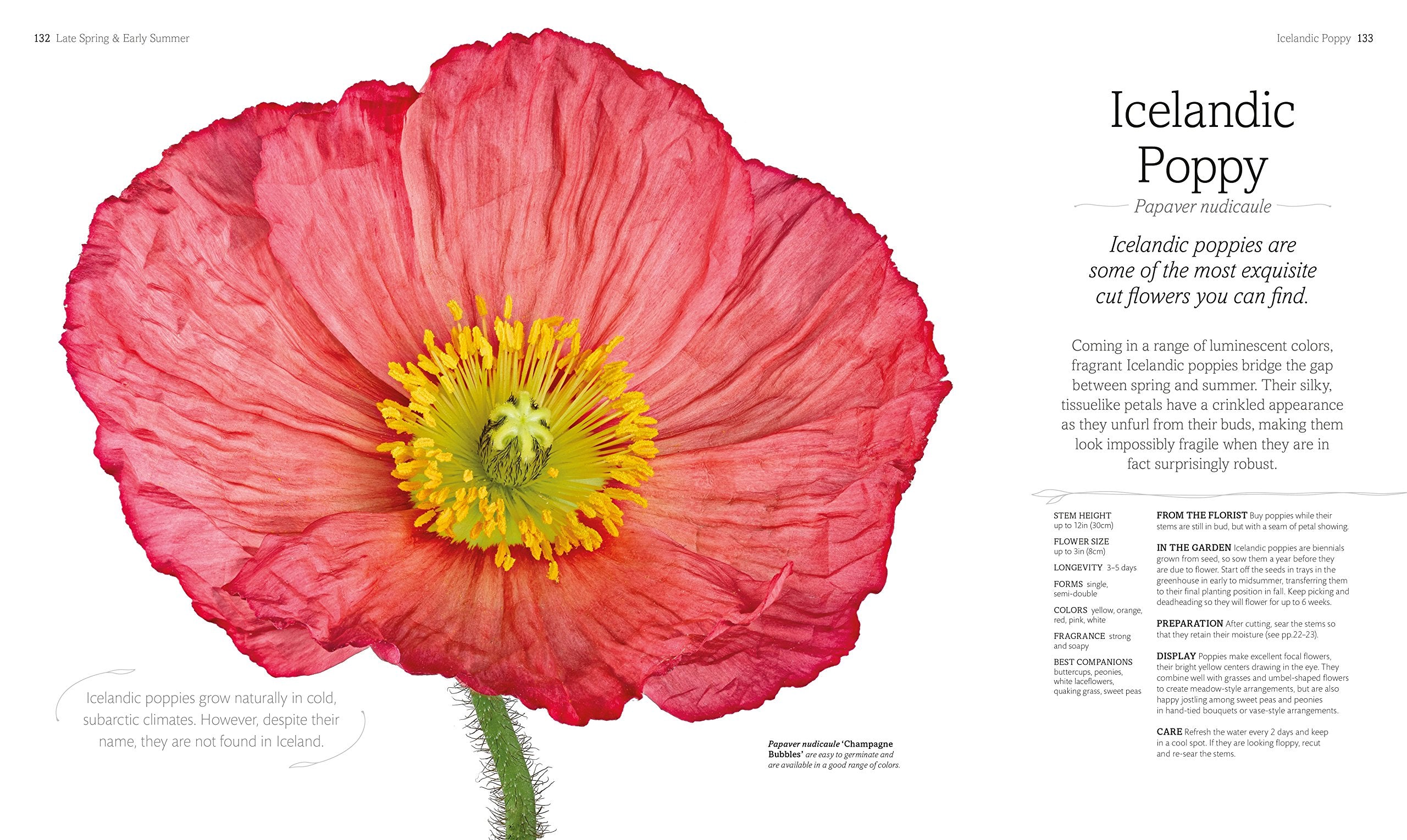 The Flower Book: Let the Beauty of Each Bloom Speak for Itself,Used
