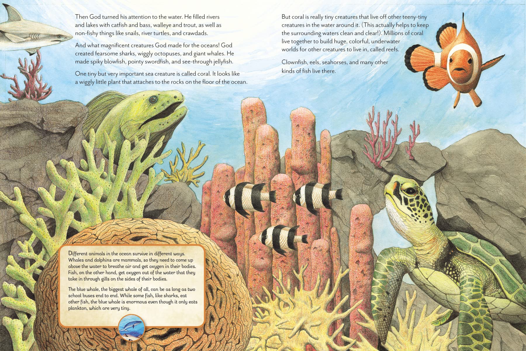 The Things God Made: Explore Gods Creation through the Bible, Science, and Art,Used