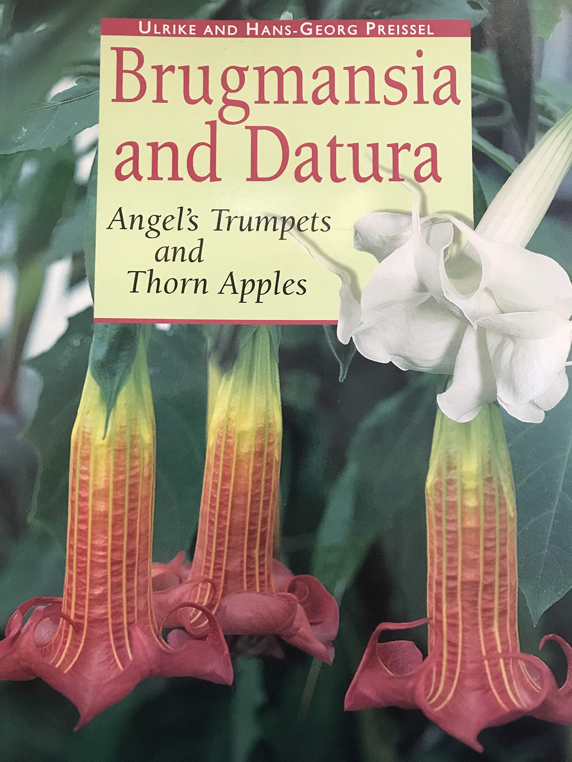 Brugmansia and Datura: Angel's Trumpets and Thorn Apples,Used
