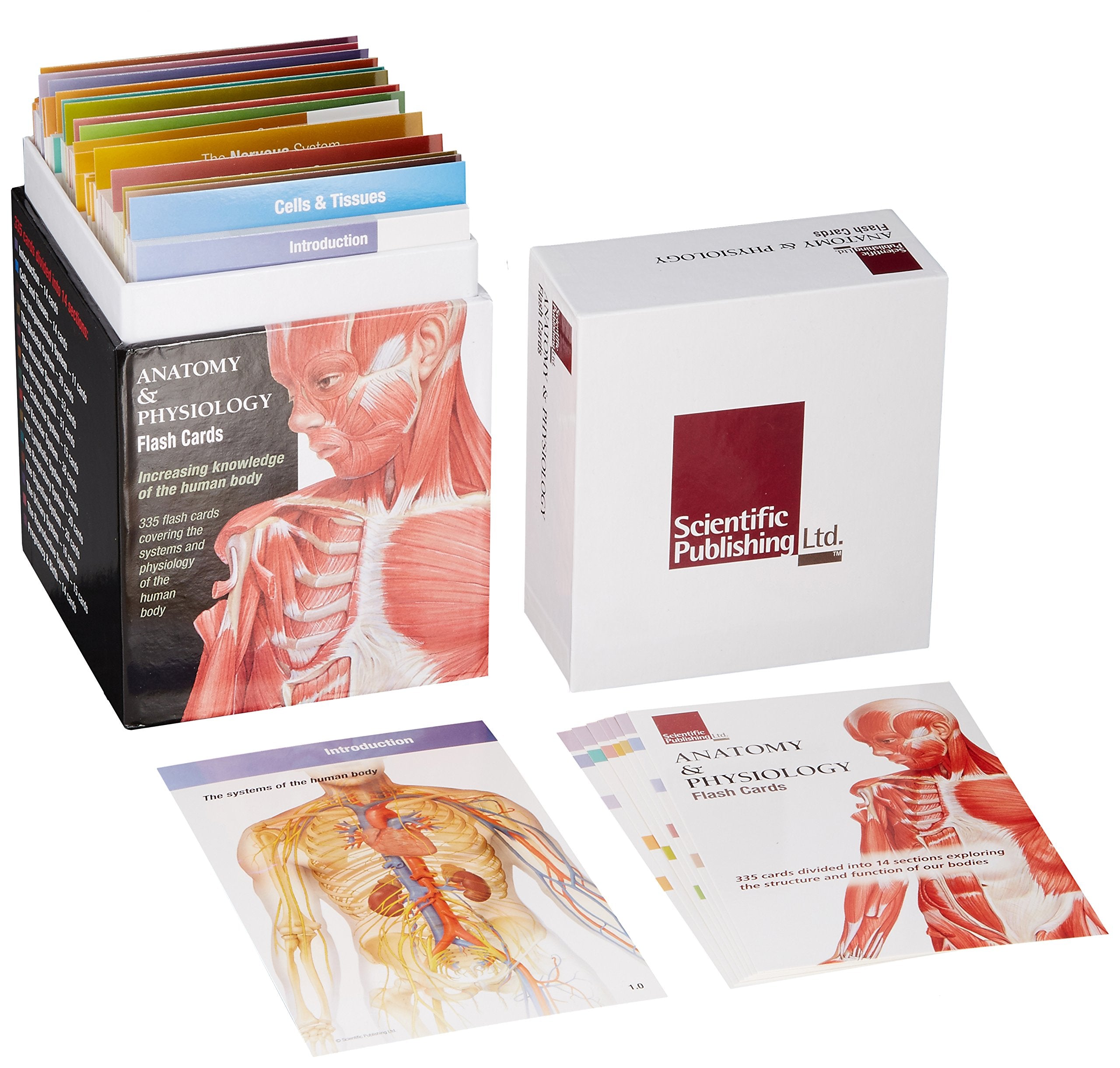 Anatomy & Physiology Flash Cards,Used